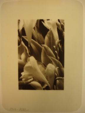 Freesia