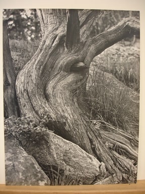 Cypress Tree