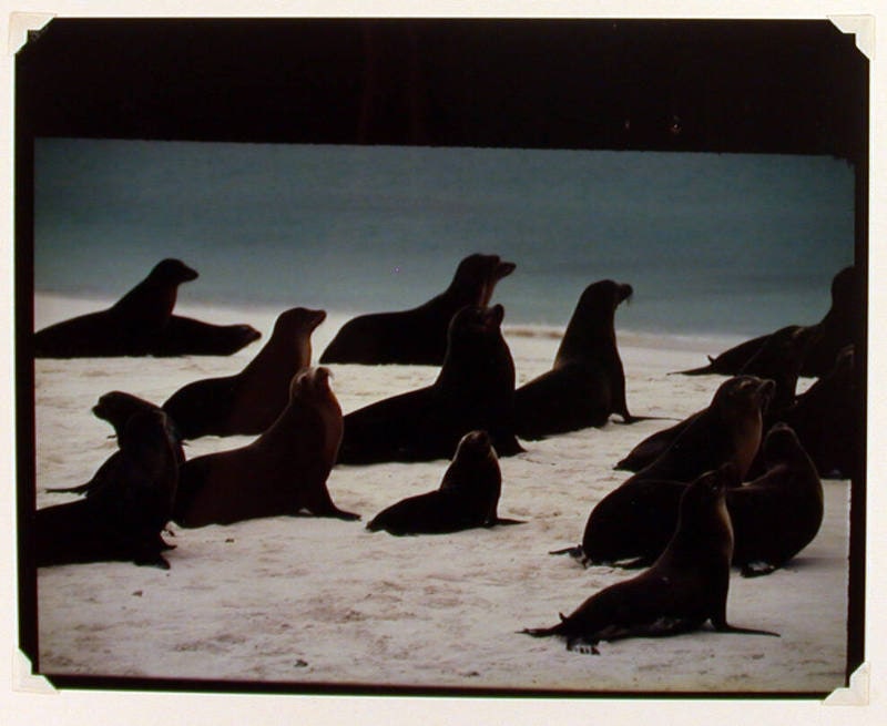 Hood Island, Galapagos