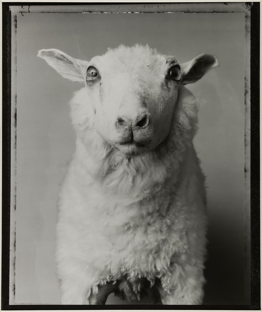 Mouton