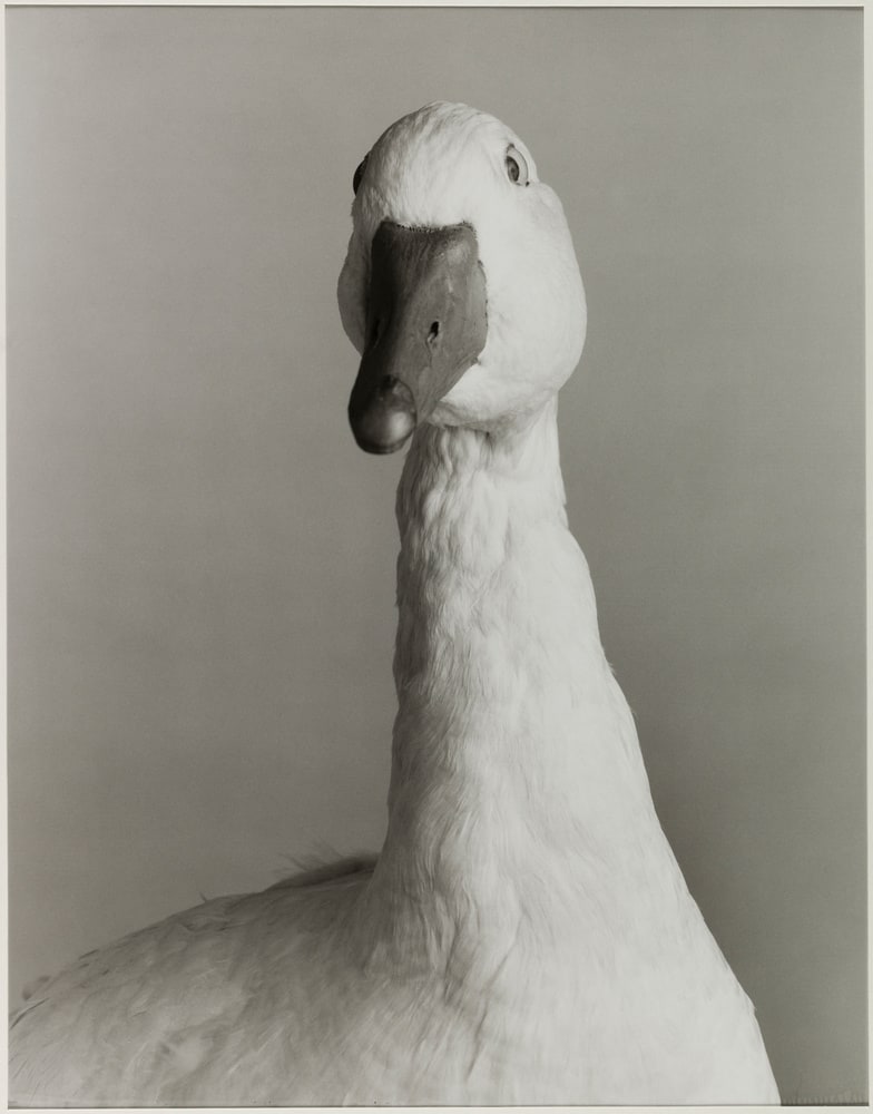 Oie portrait