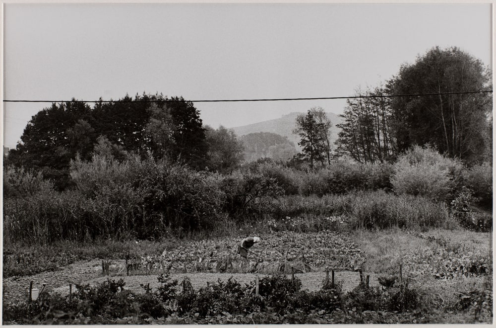Paysage d'Alsace