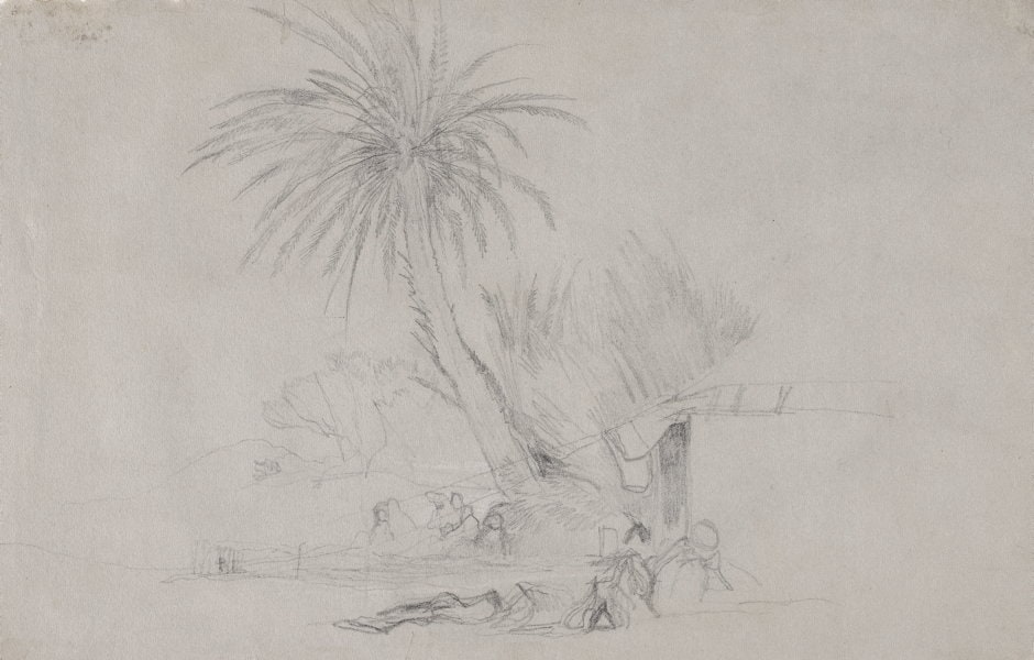 Palm tree