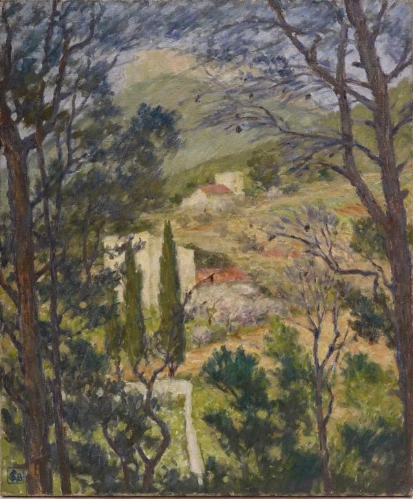 The cypresses (Cassis)