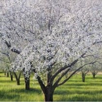 Manzano/Primavera