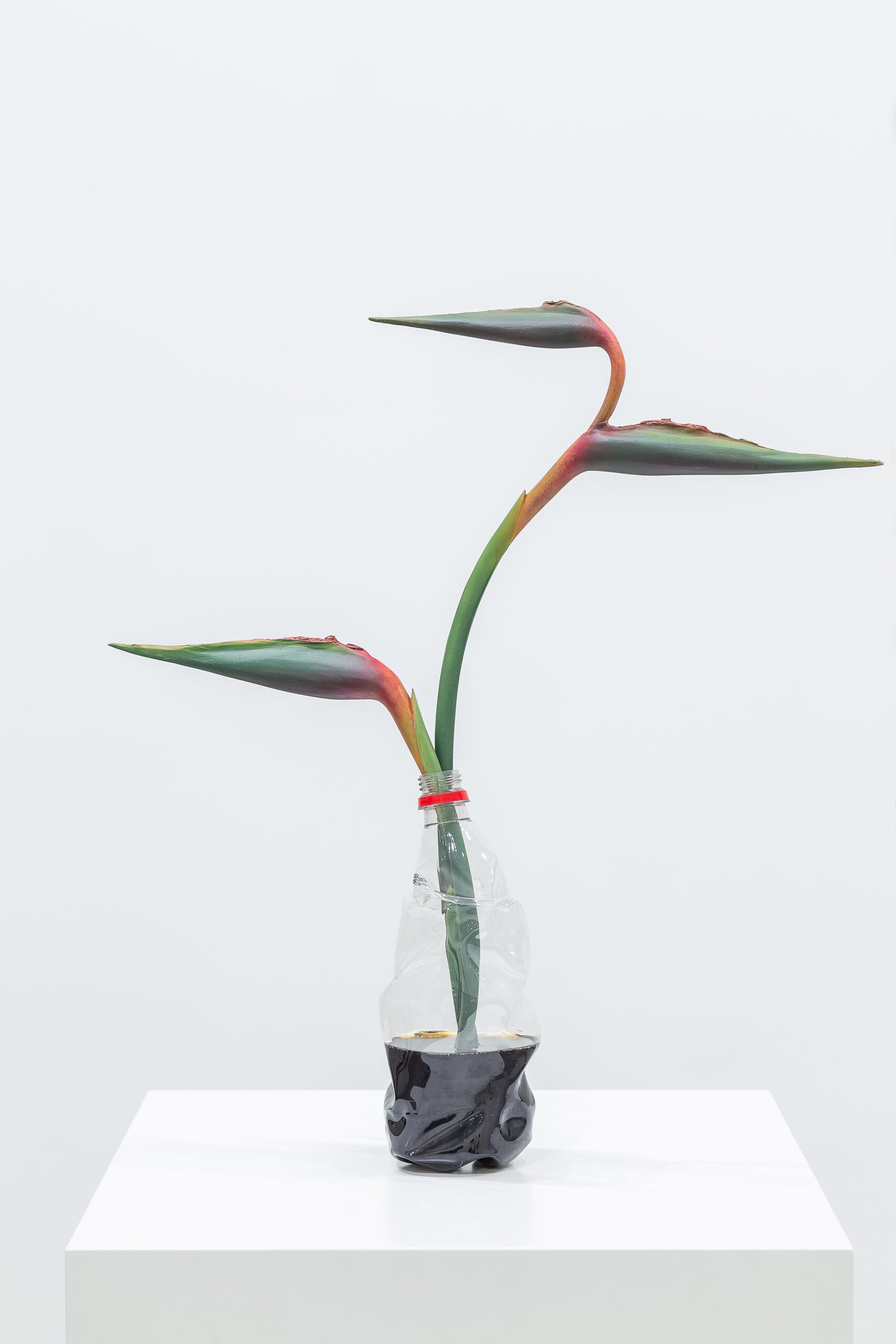 Birds in Coke, 2005