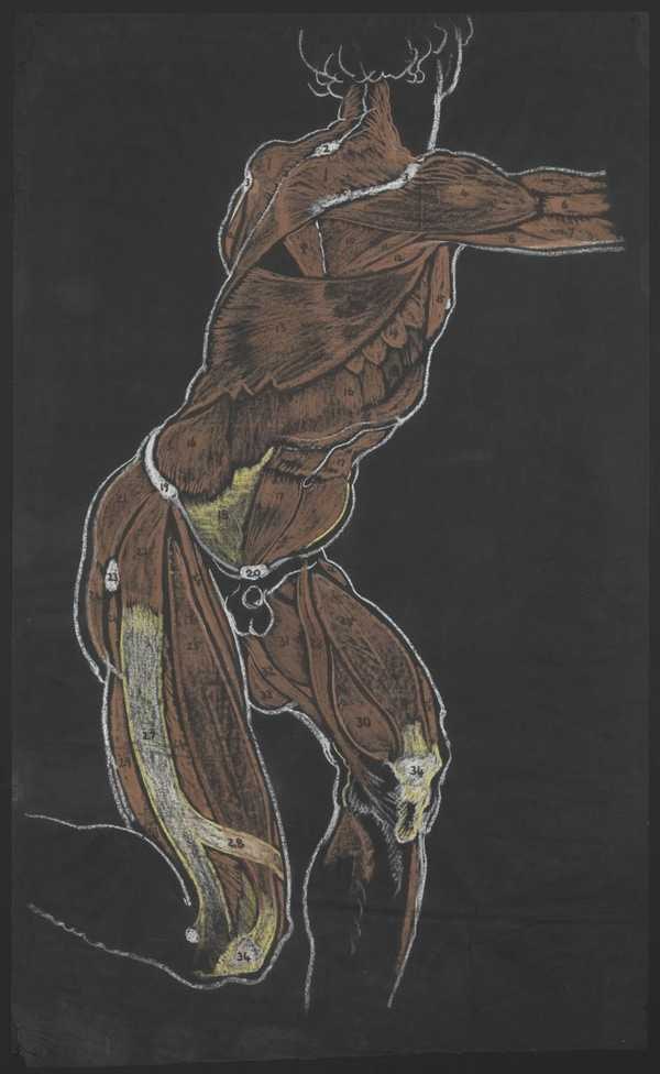 ‘Anatomical Study, Turning Man after Michelangelo‘, Sir William Orpen, c.1906 | Tate