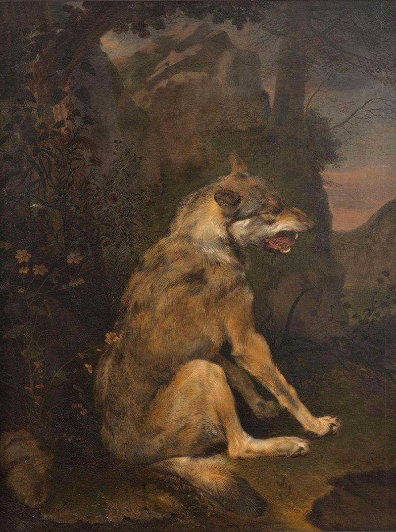 Zittende wolf in een rotslandschap