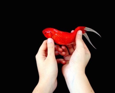 Goldfish