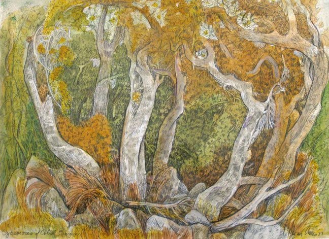 Sycamores of Cobal Canyon