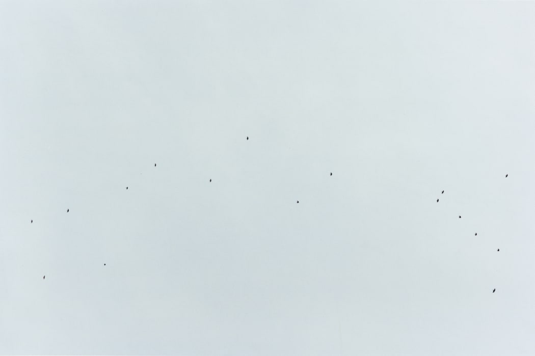 A Man and Some Birds #5