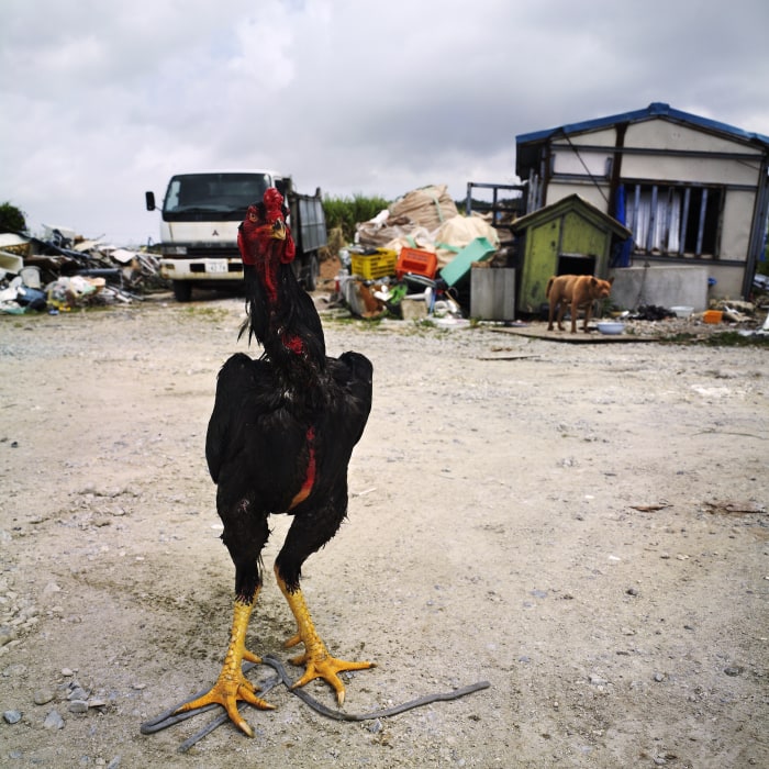 ZK076 Yaese, 2014, from "A Grand Polyphony"