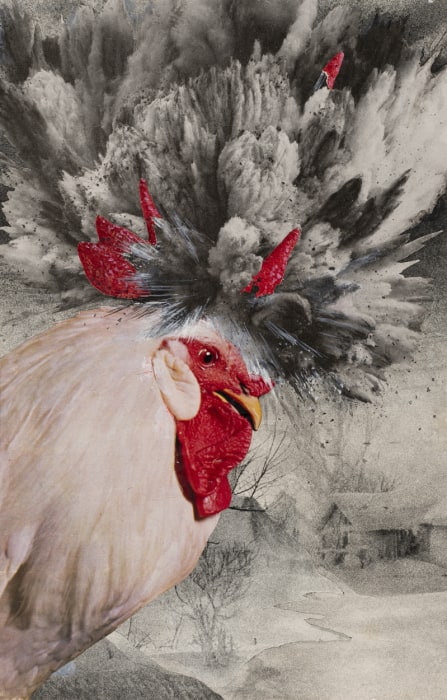 Rooster's Pulses from Portfolio "MENUMA"