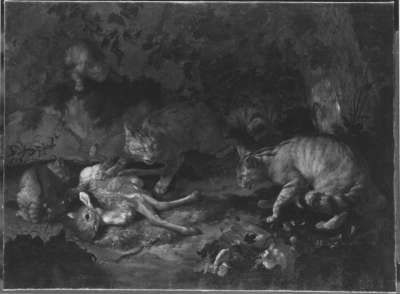 Wildkatzen und totes Rehkitz