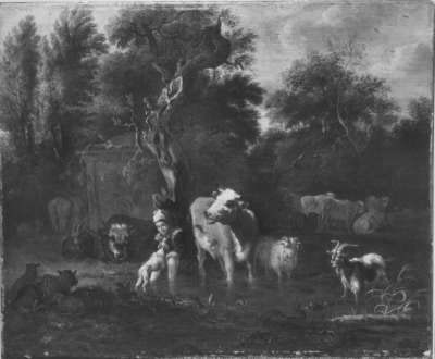 Vieh und Hirte
