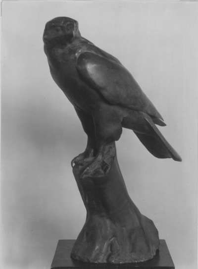 Bussard