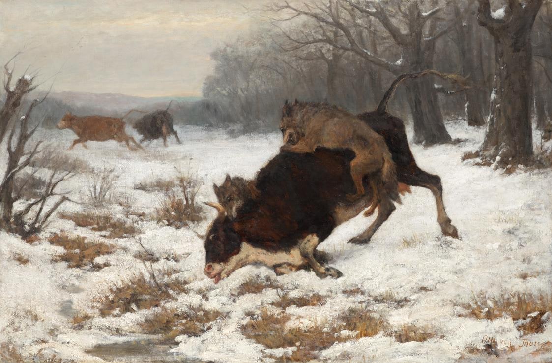 A Cow Attacked by Wolfes