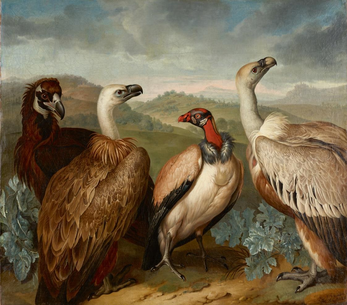 Four Vultures of Different Kinds