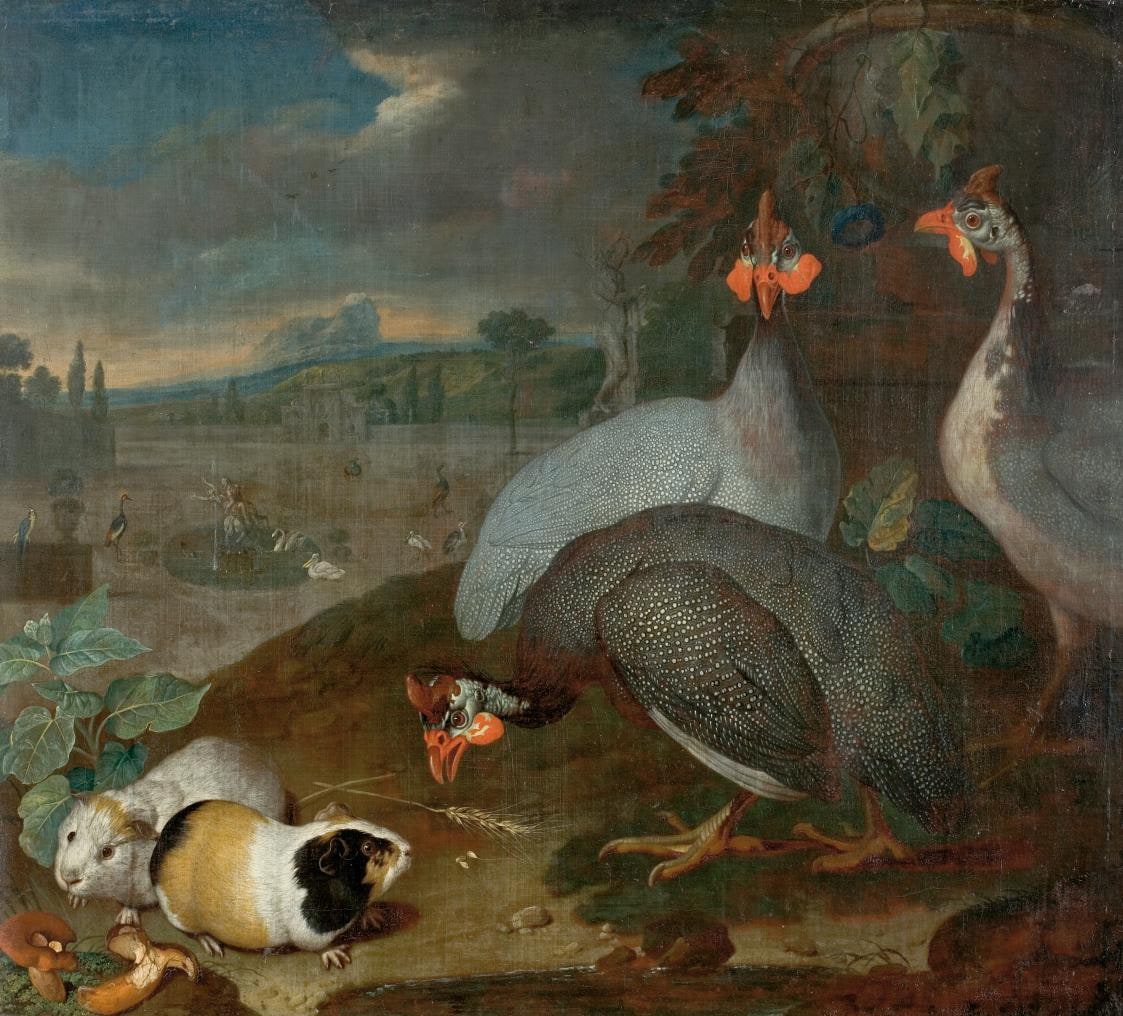 Guinea Fowls with Guinea Pigs