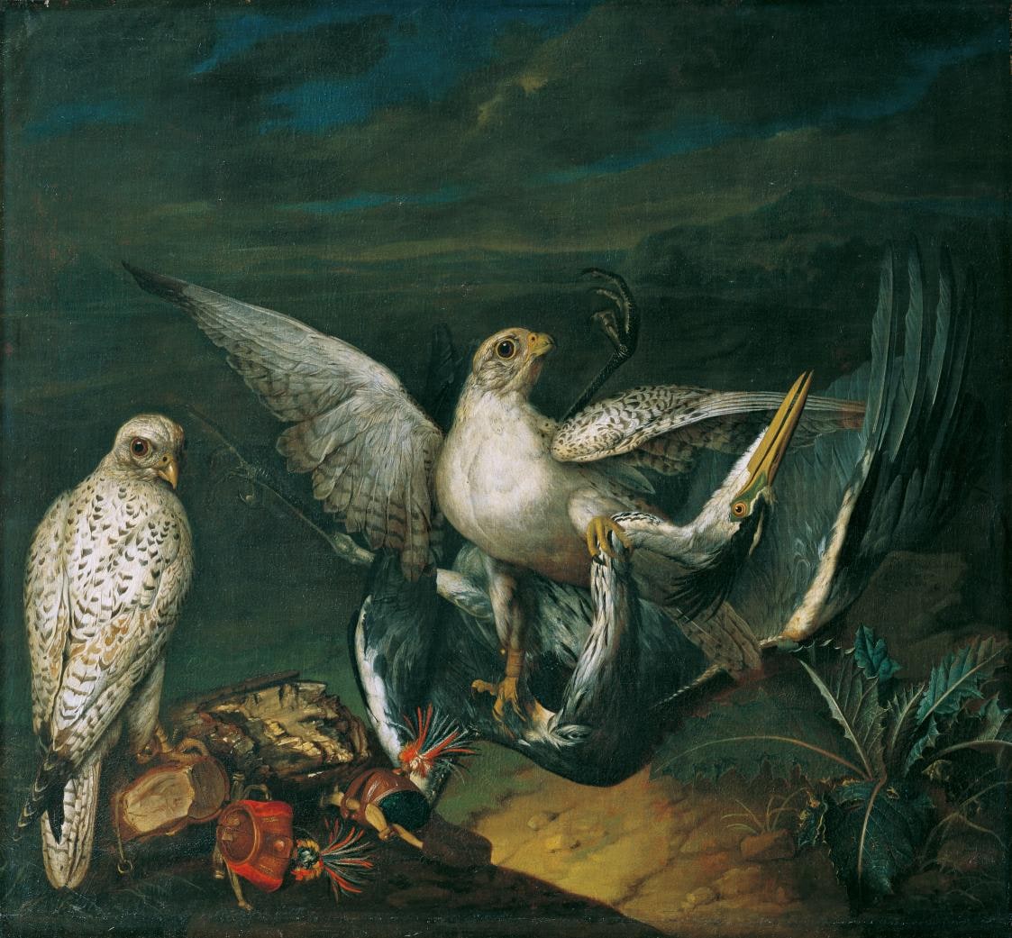 White Gyrfalcons with a Heron