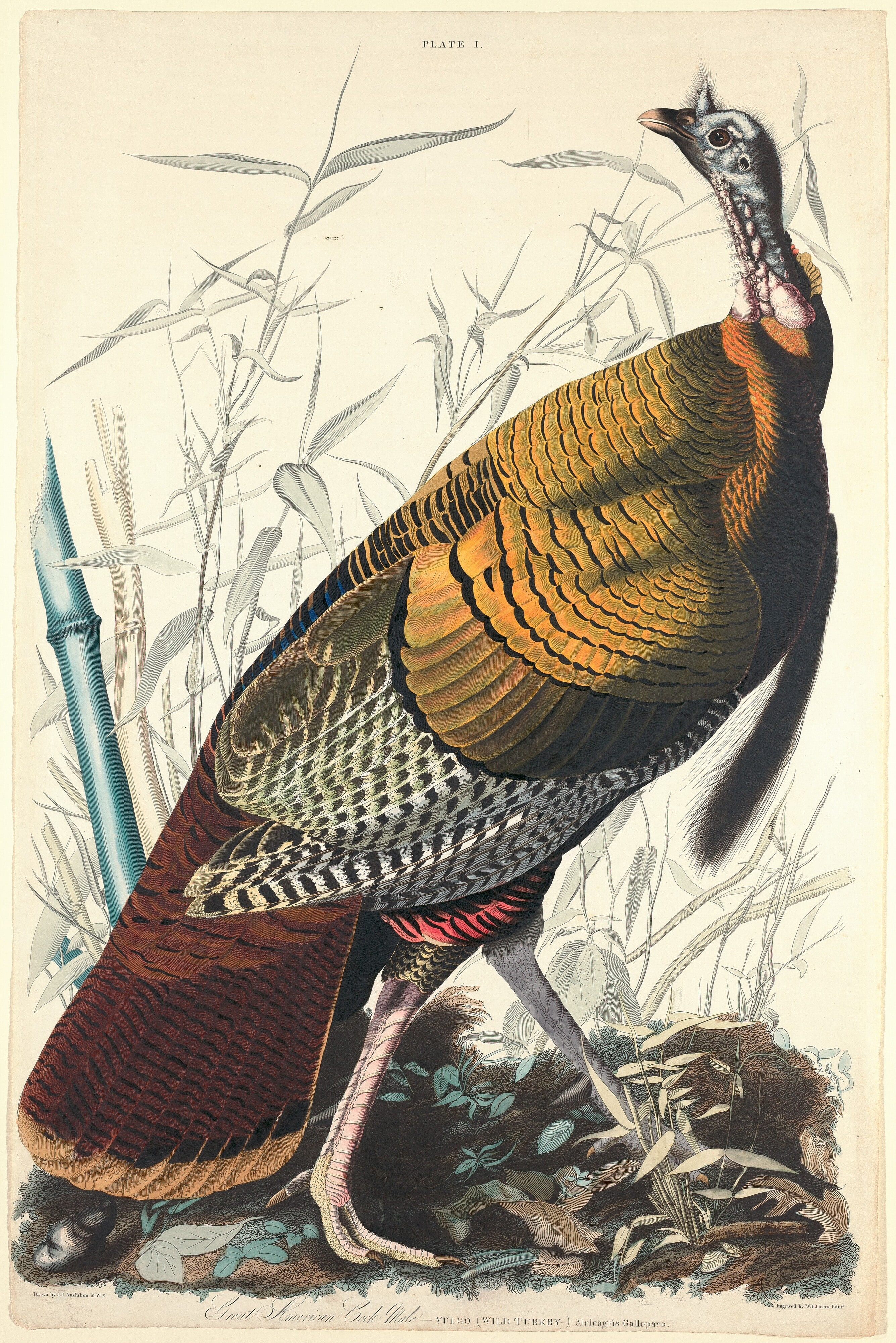 Great American Cock