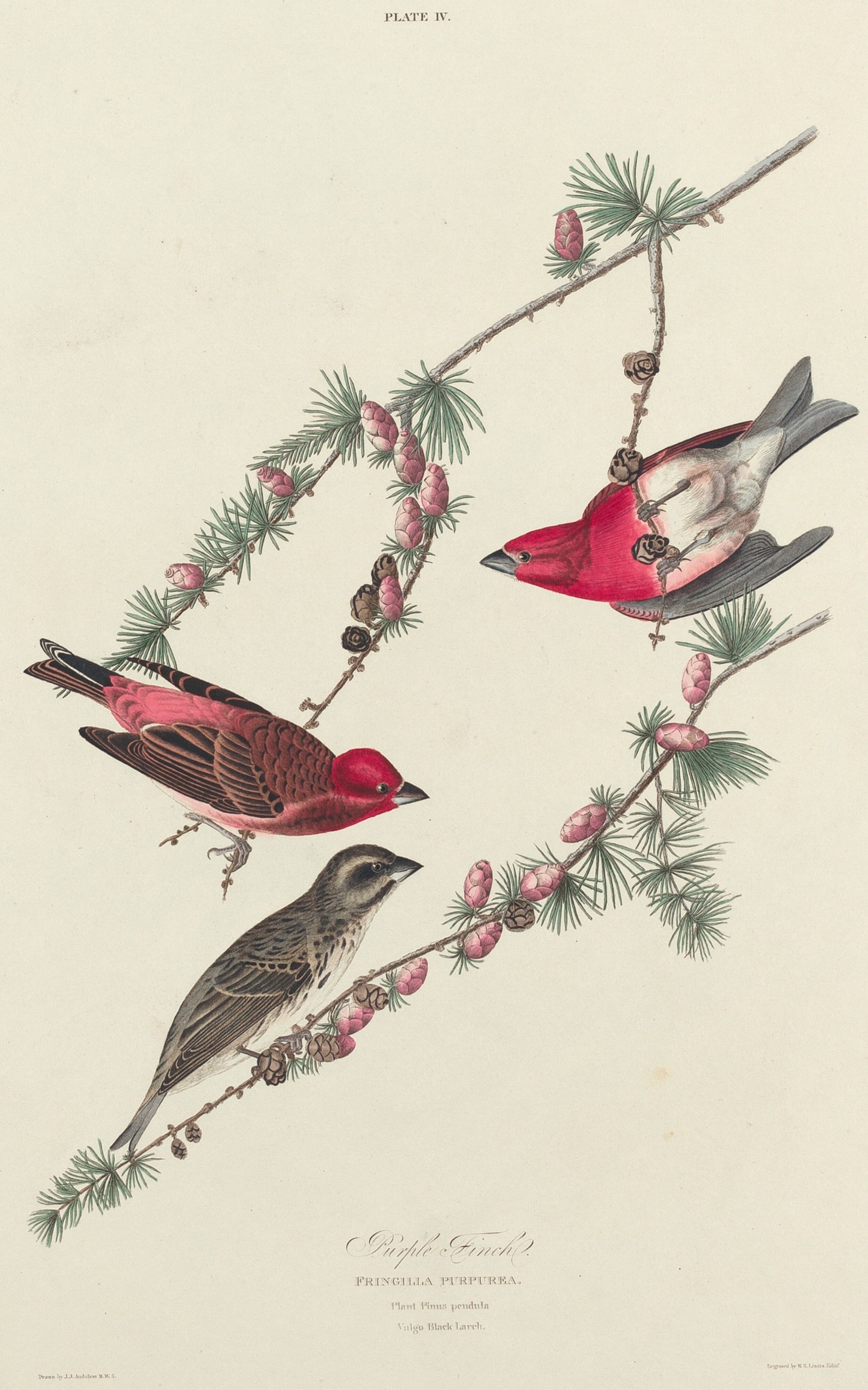 Purple Finch