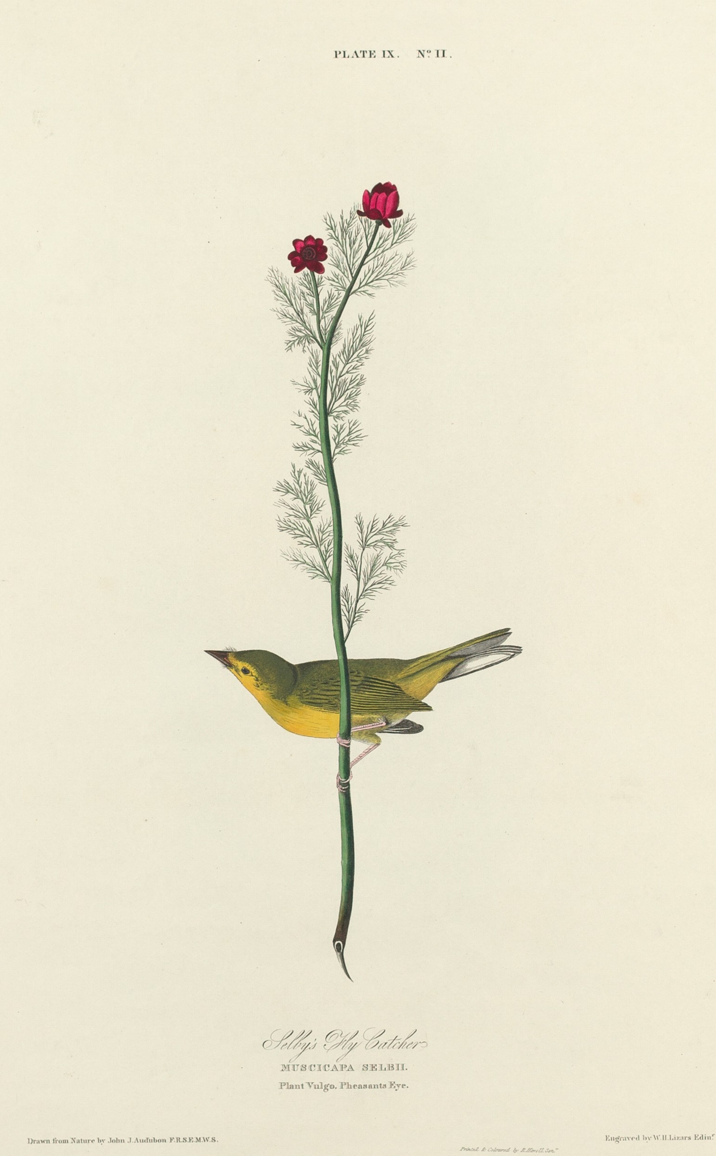 Selby's Flycatcher