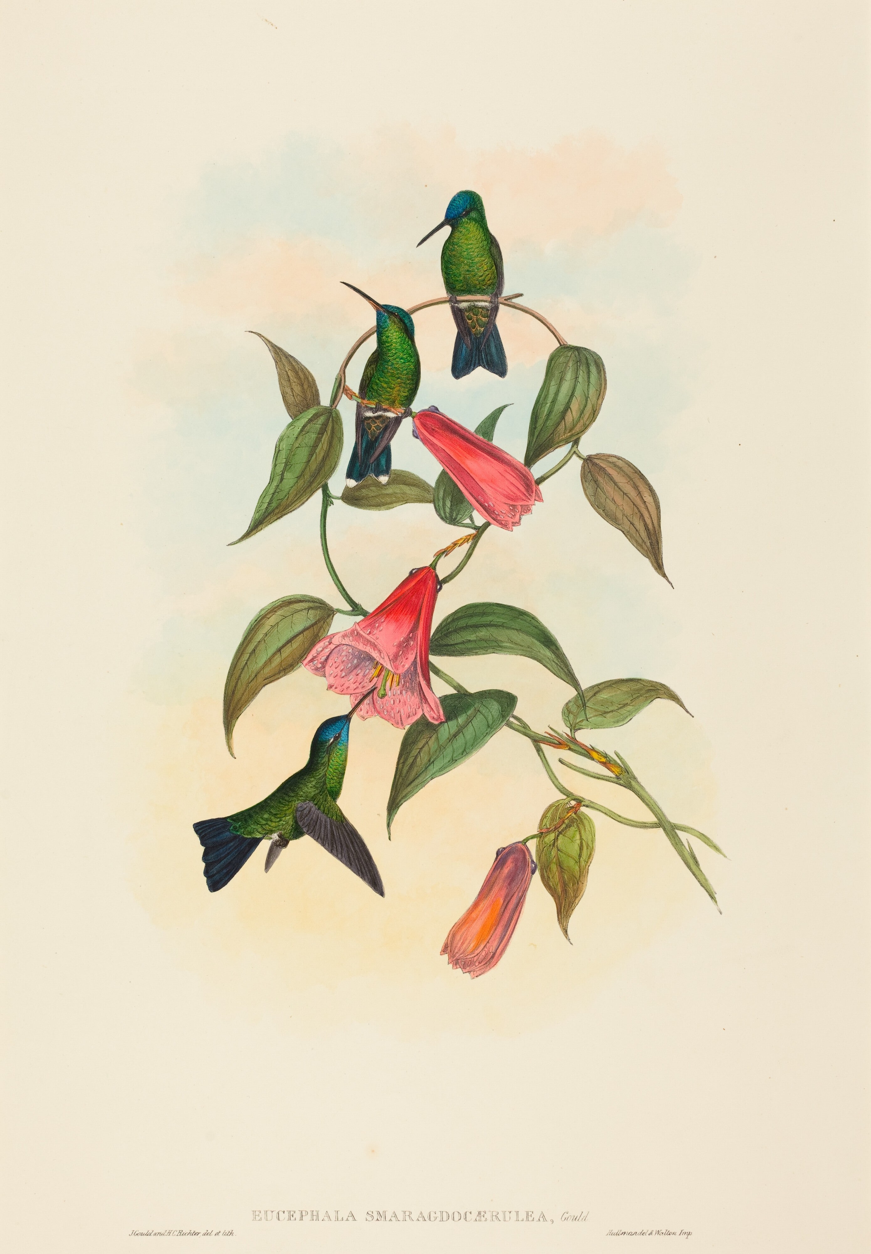 Eucephala smaragdocaerulea (Gould's Wood Nymph)