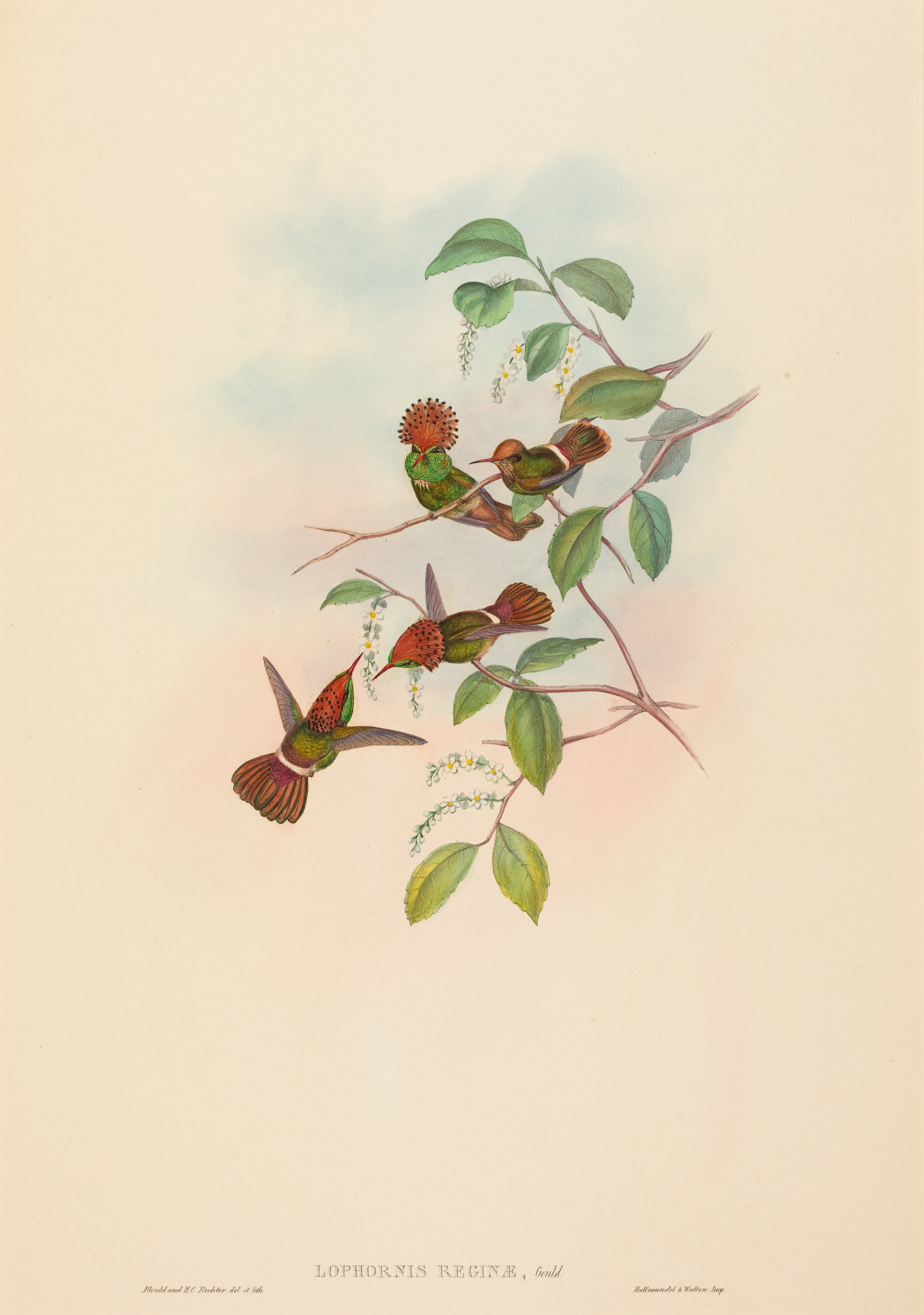 Lophornas reginae (Spangled Coquette)