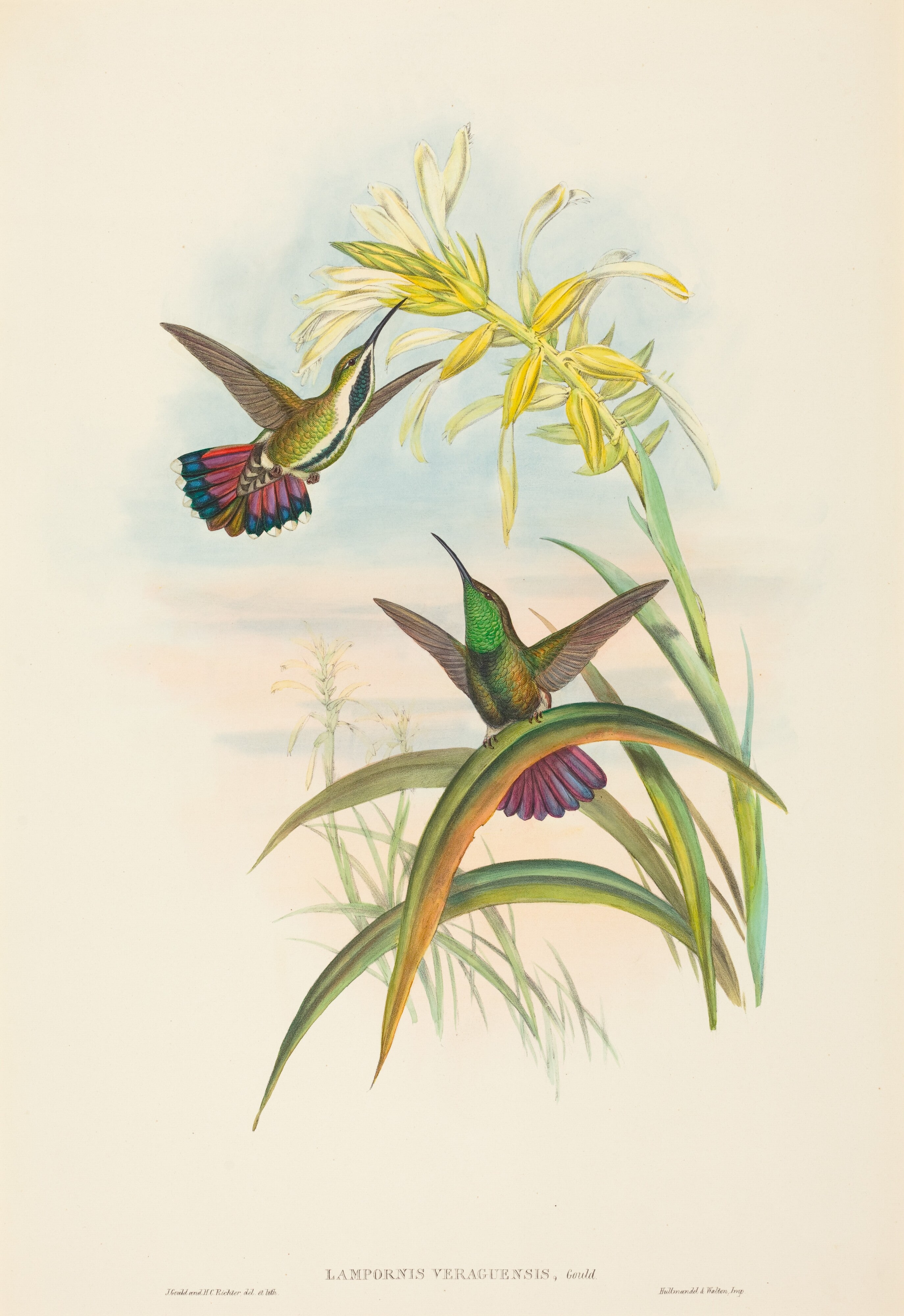 Lampornis veraguensis (Veraguan Mango)