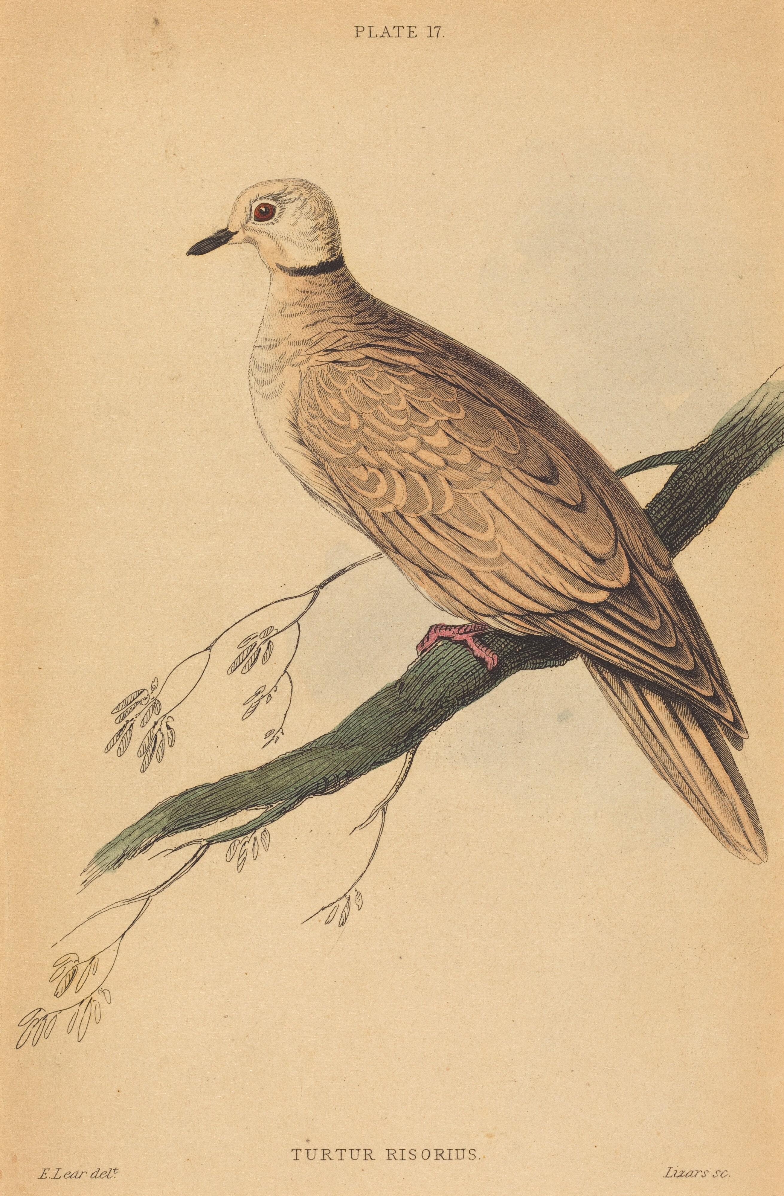 Turtur Risorius