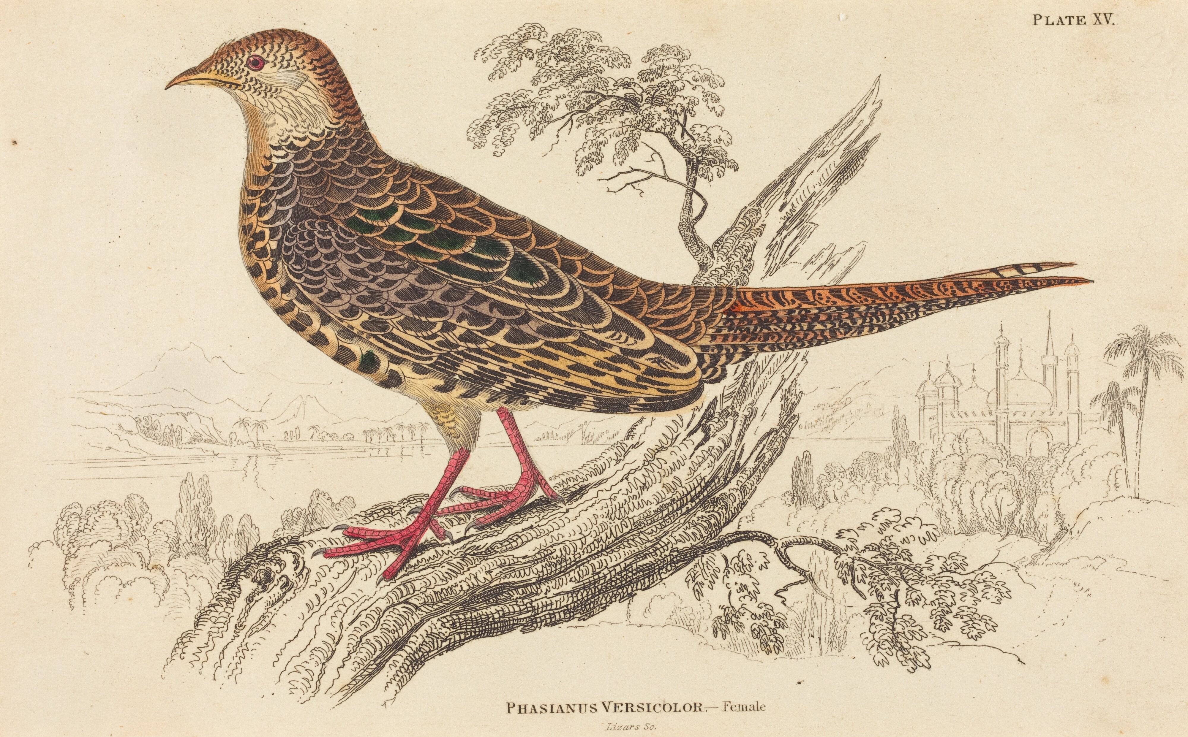 Phasianus Versicolor - Female