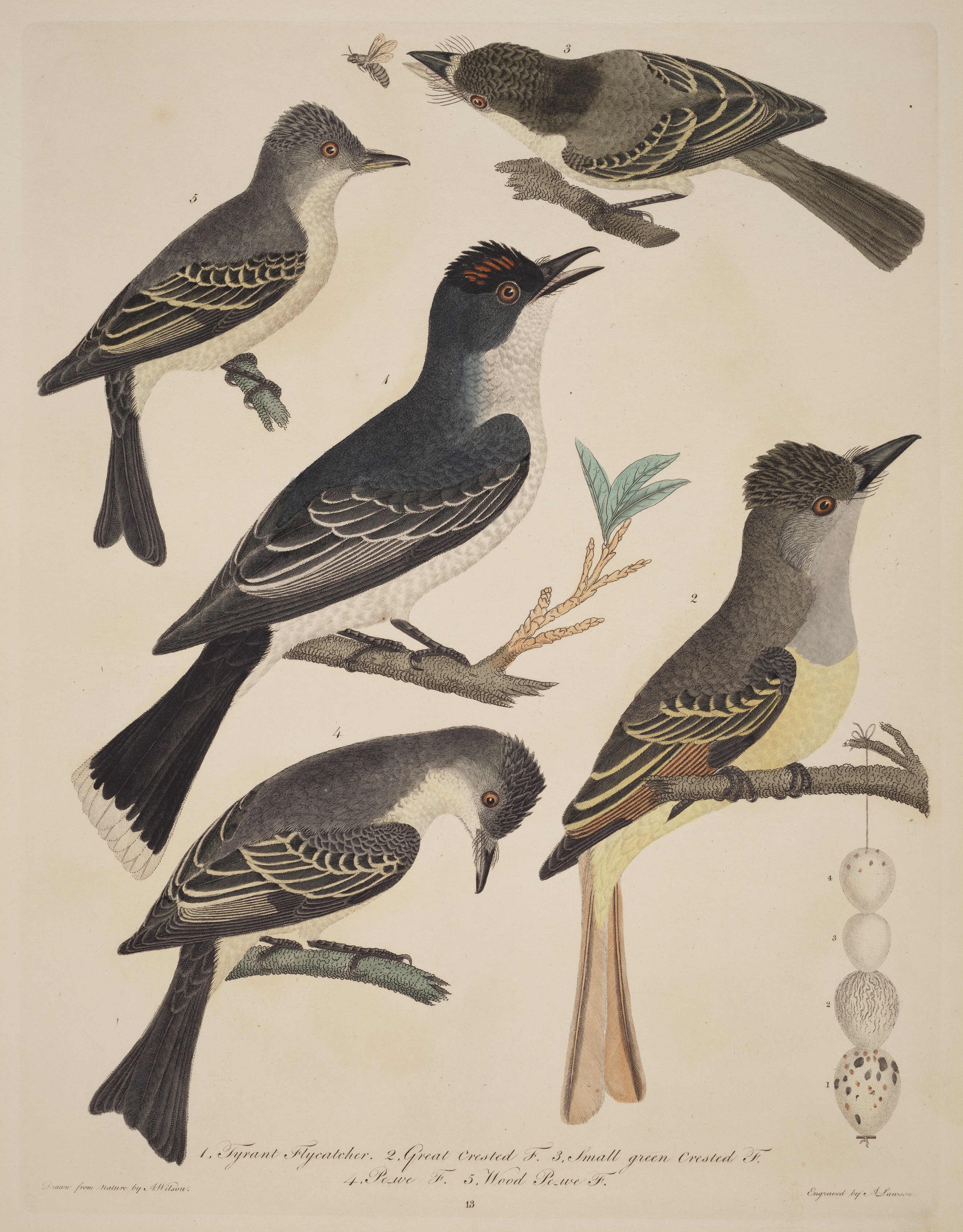 Five Birds with Their Eggs and an Insect