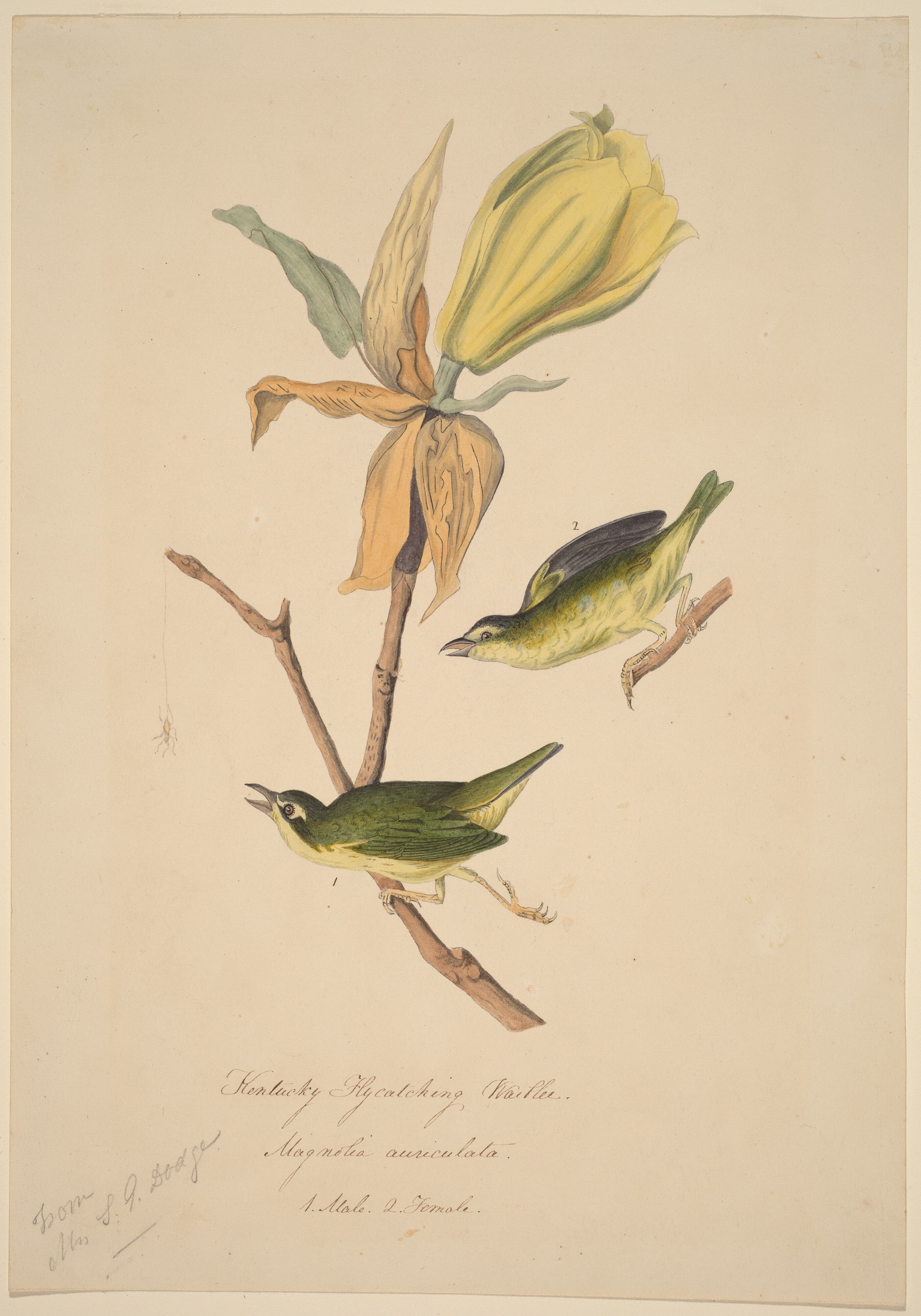Kentucky Fly-catching Warbler