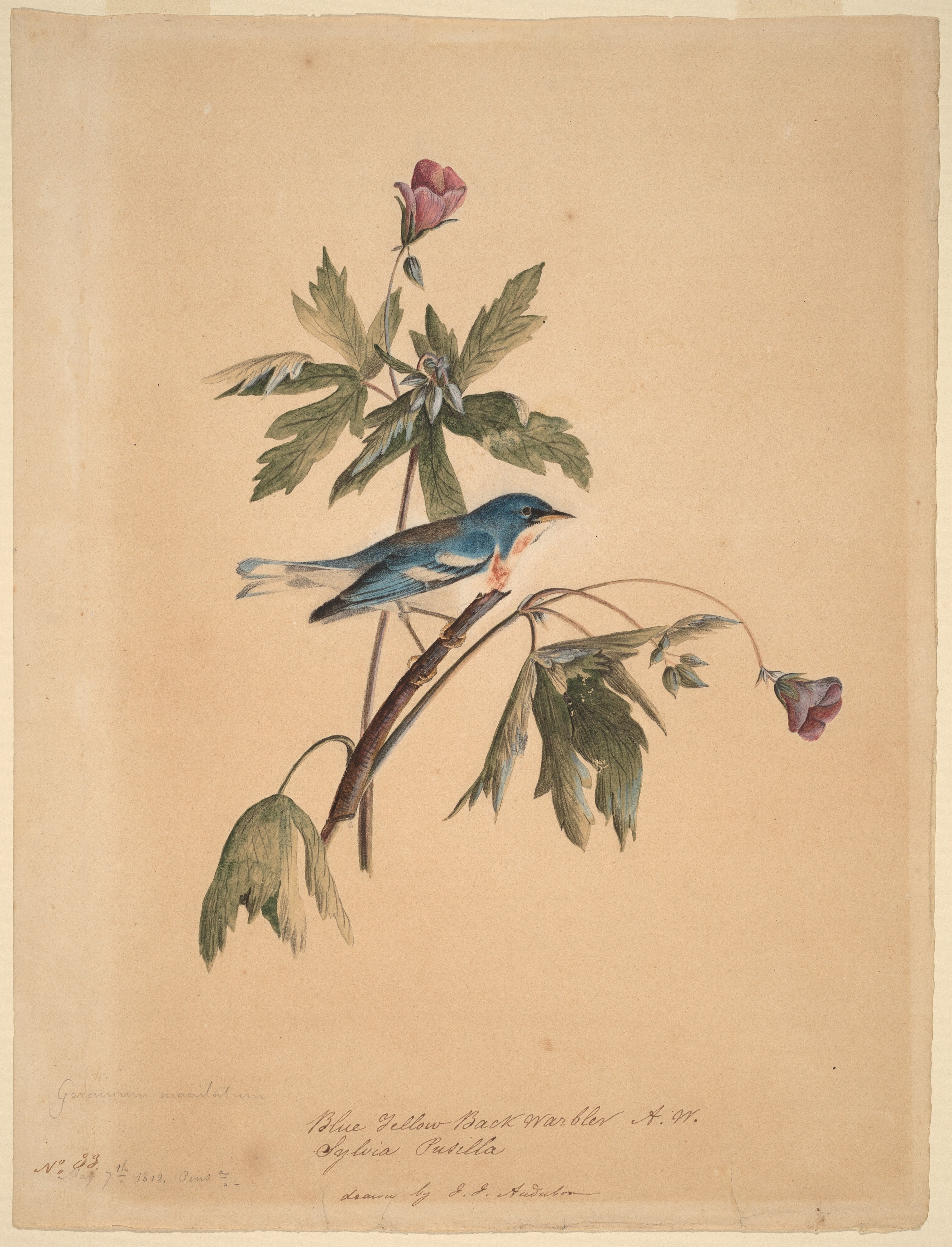 Blue Yellow Back Warbler