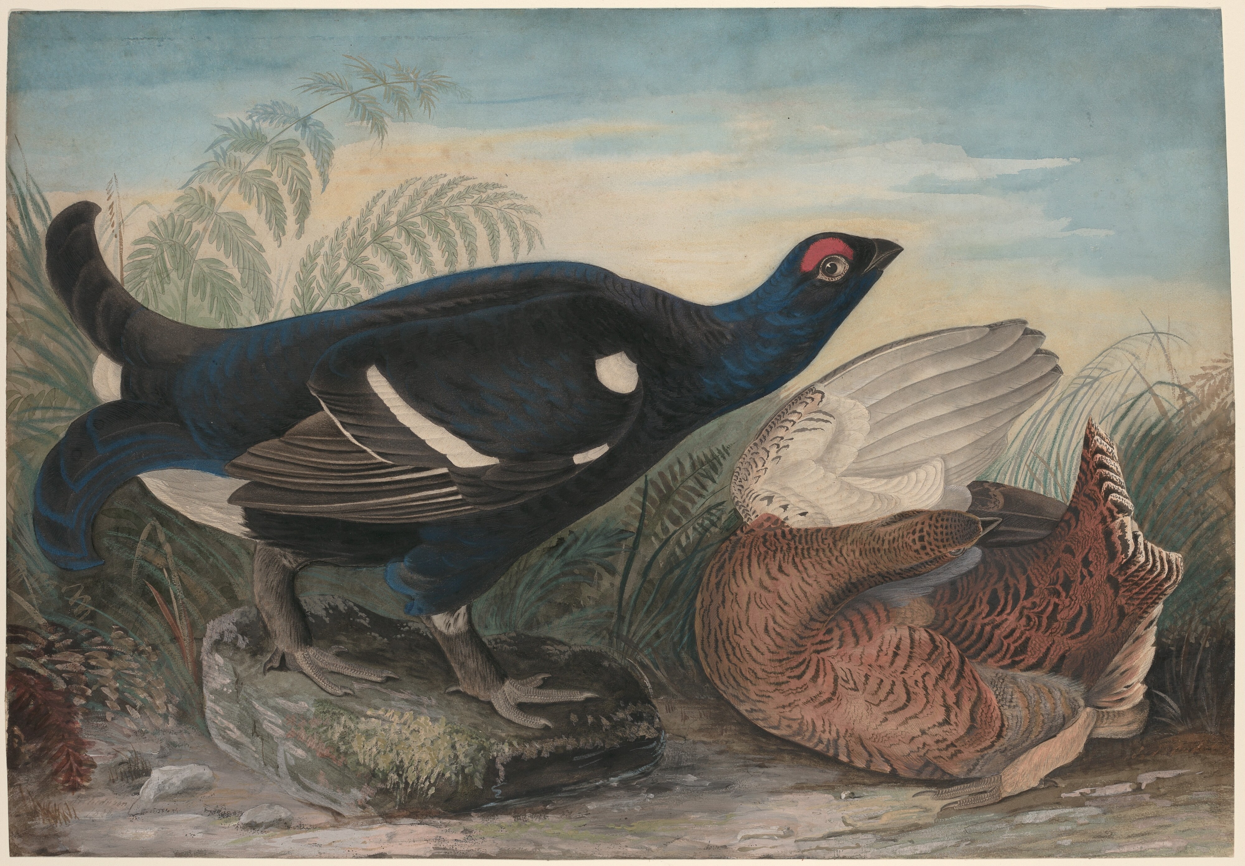 English Black Cocks