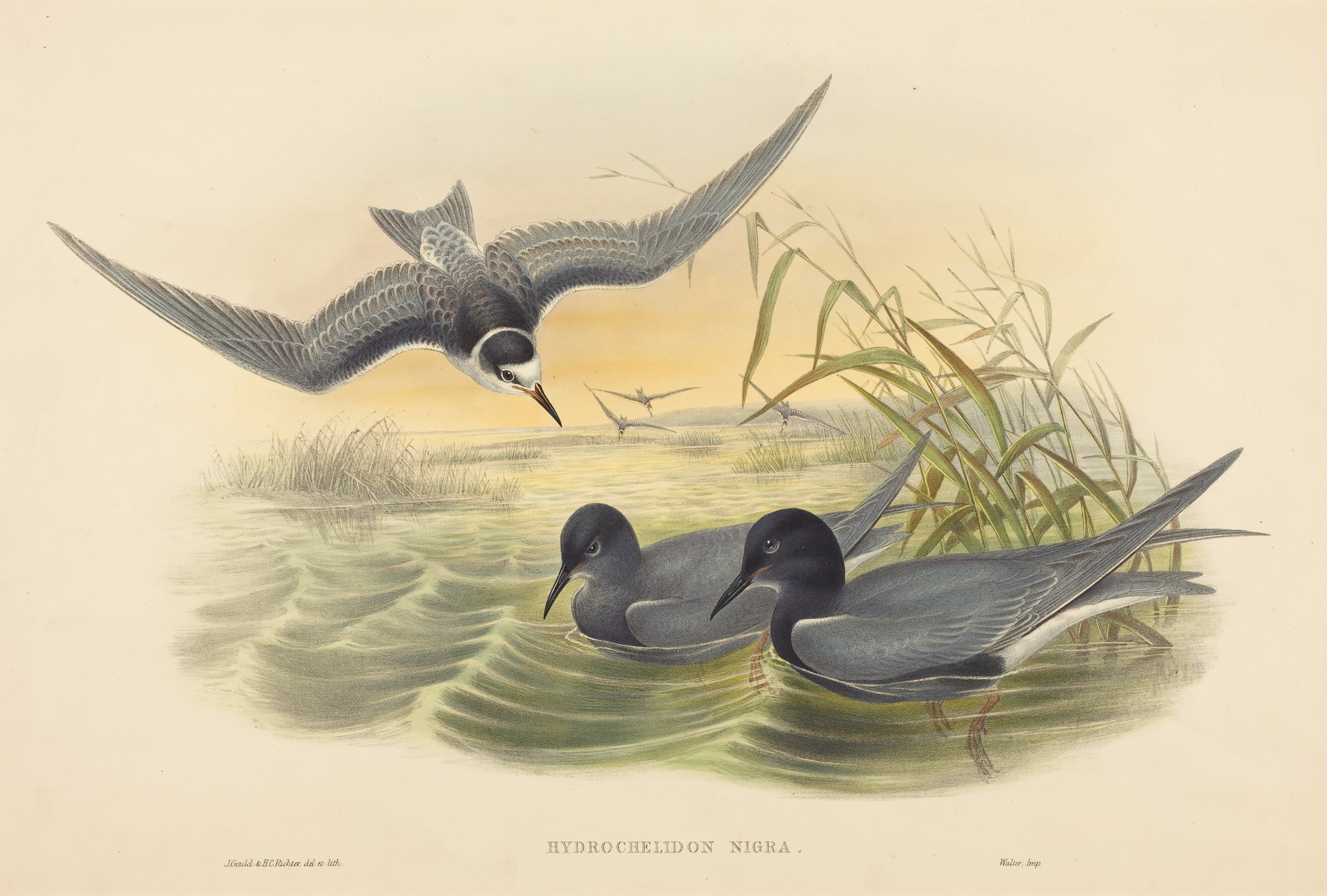 Hydrochelidon nigra