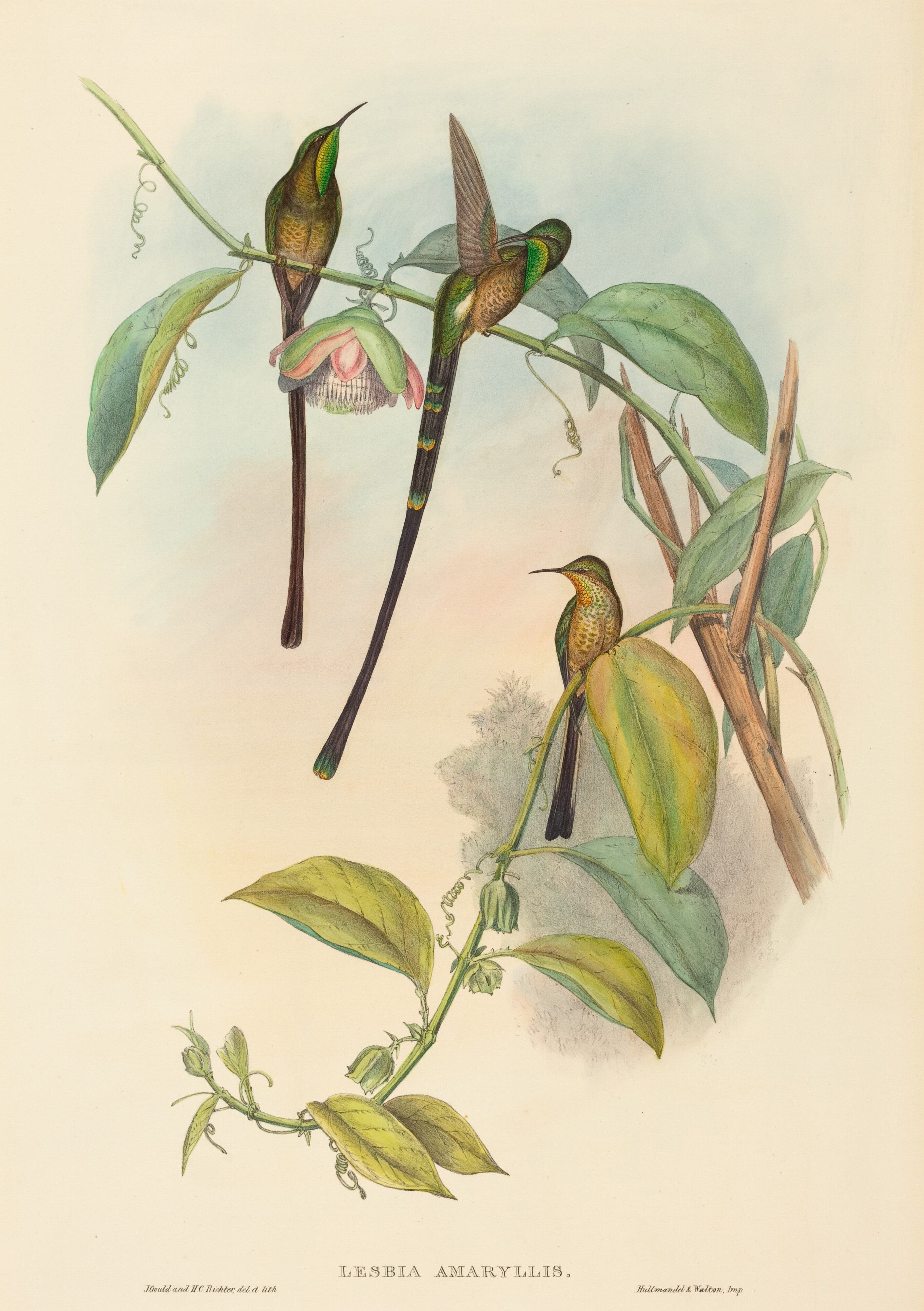 Lesbia Amaryllis