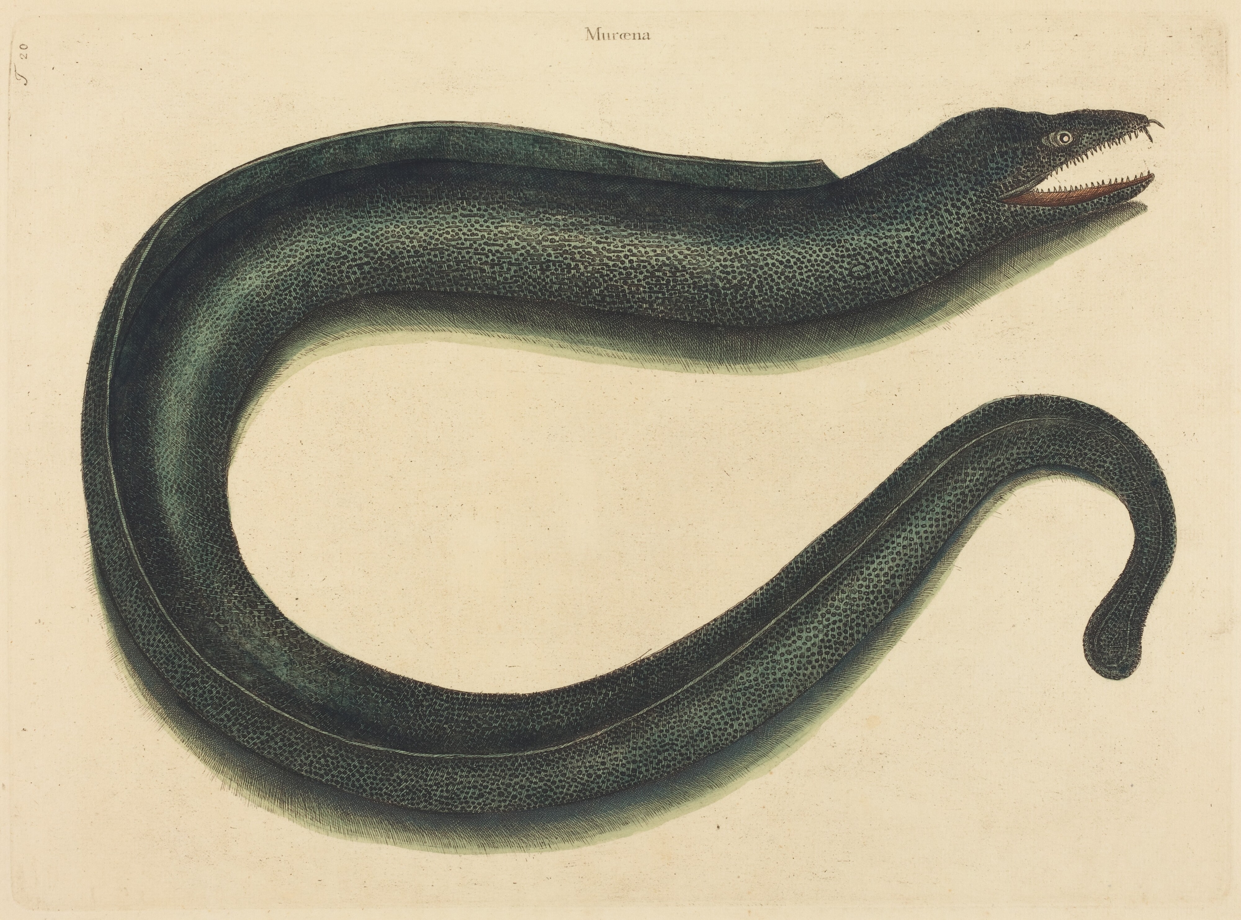 The Muray (Muraena helena)