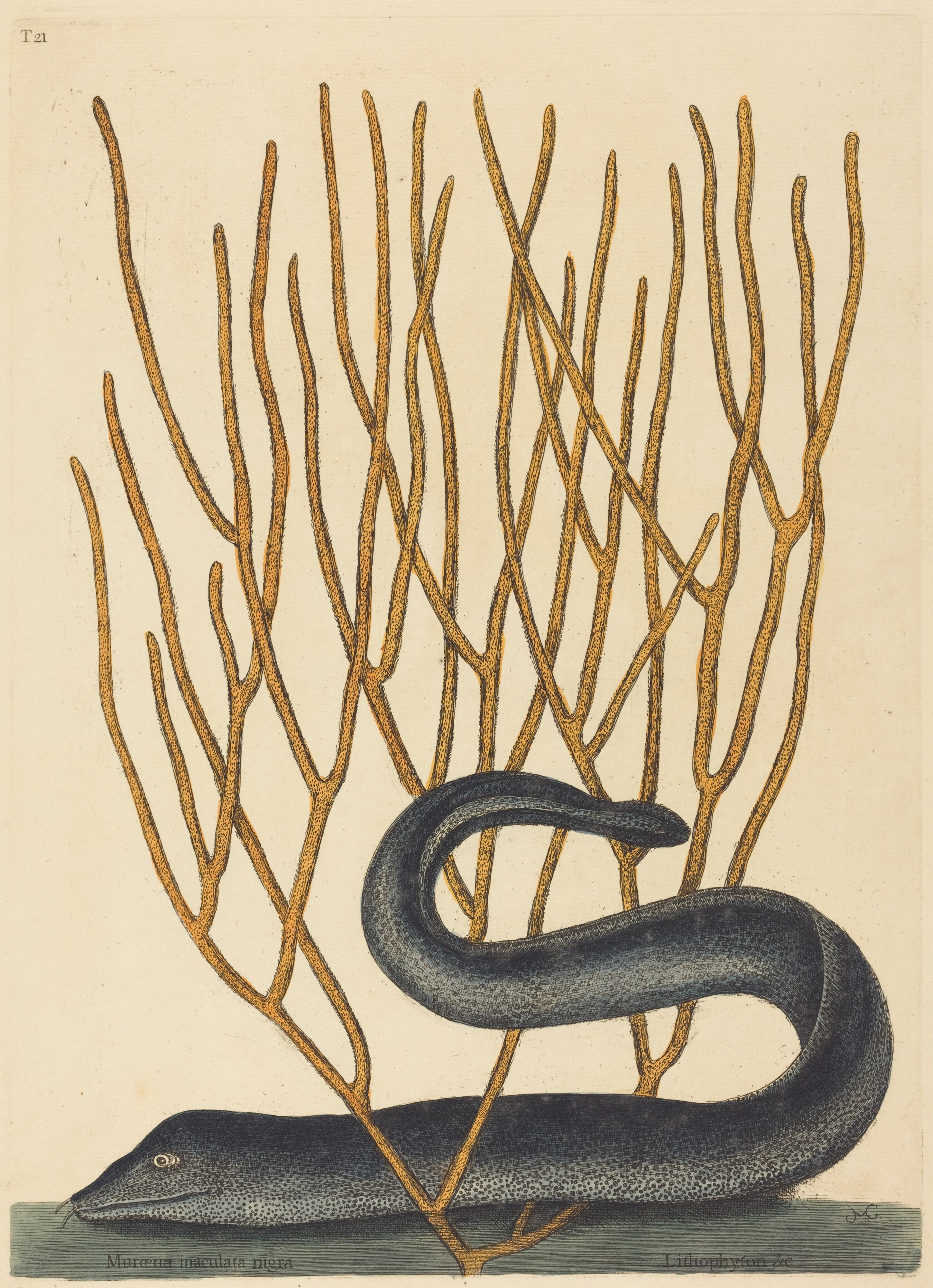 The Black Muray (Muraenae helenae varietas)