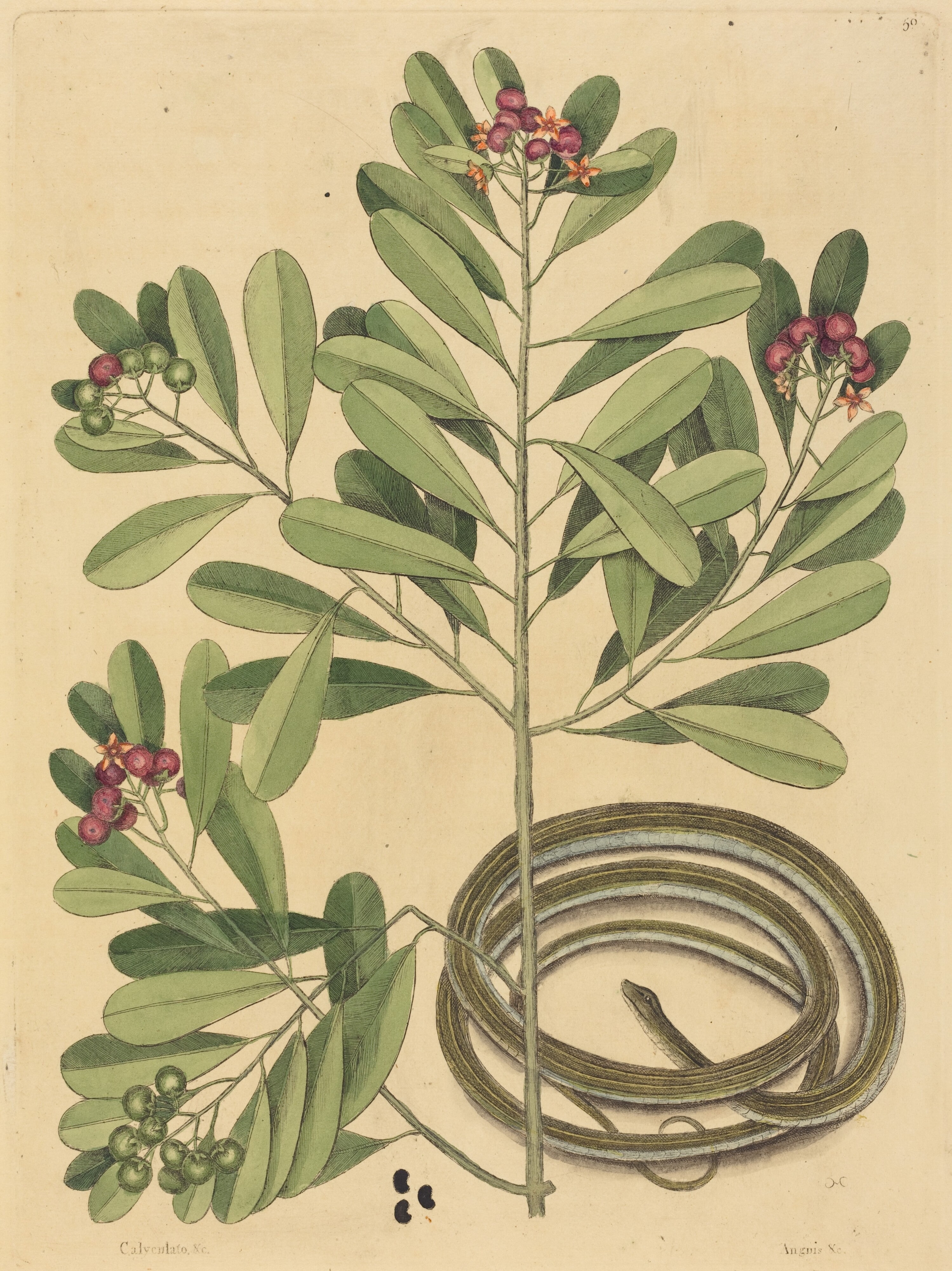 The Ribbon Snake (Coluber saurita)