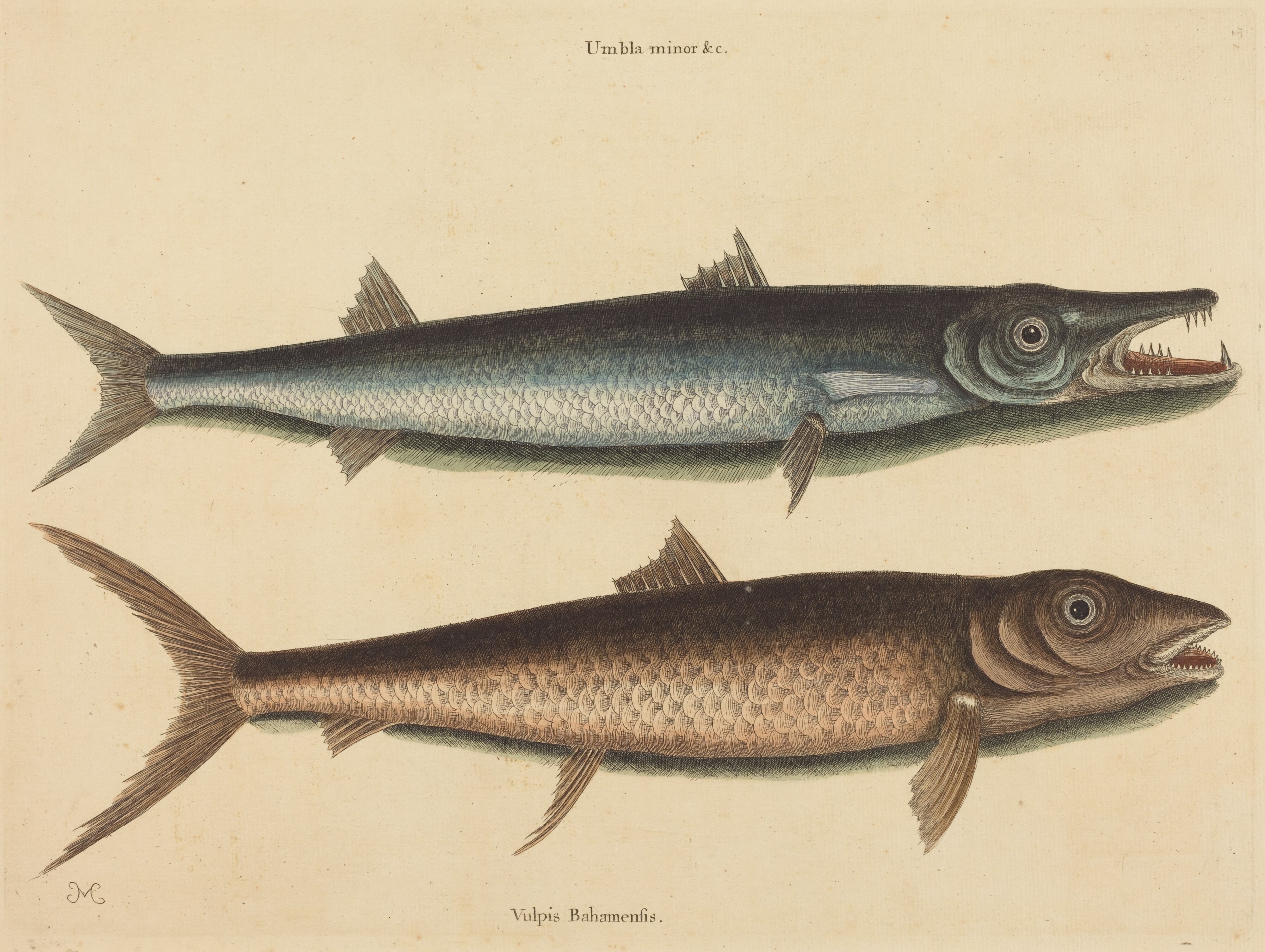The Barracuda (Esox barracuda)