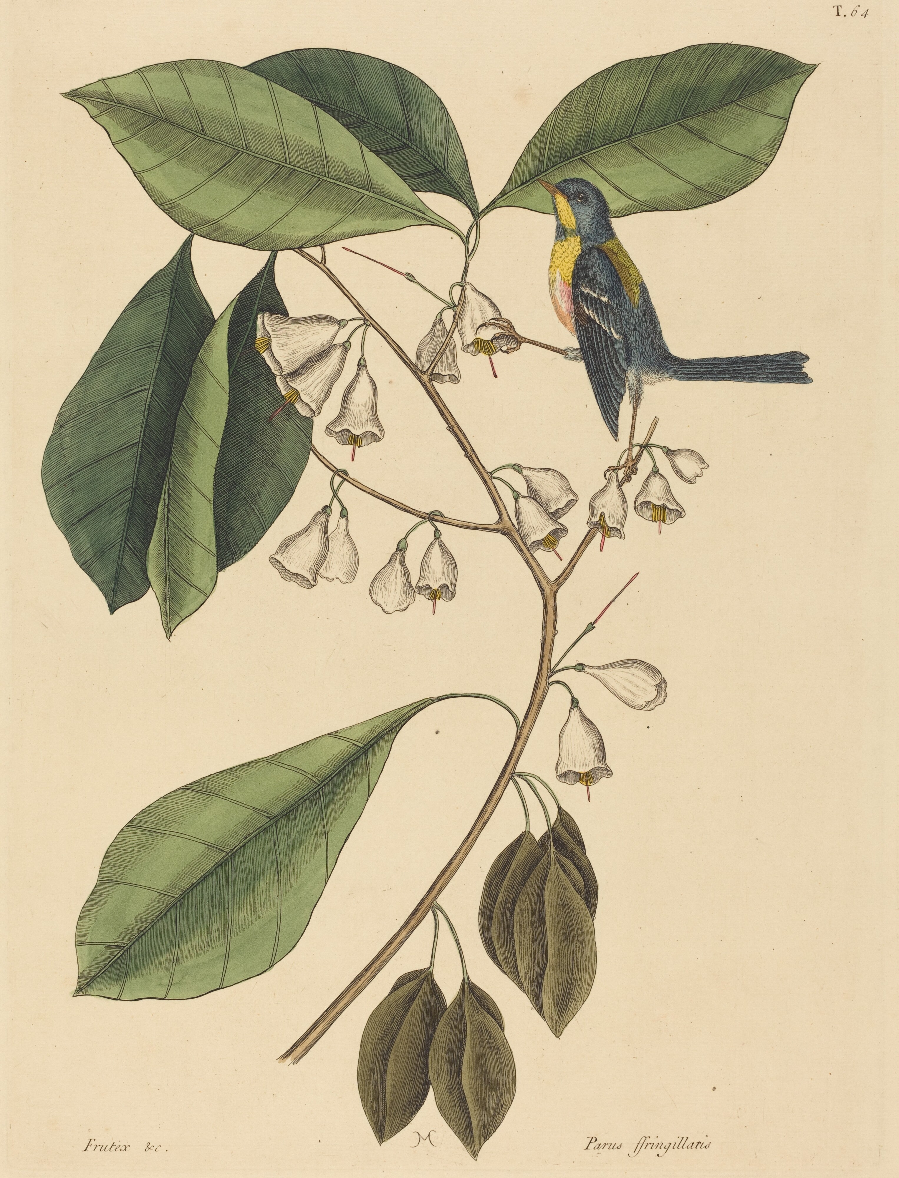 The Finch Creeper (Parus americanus)