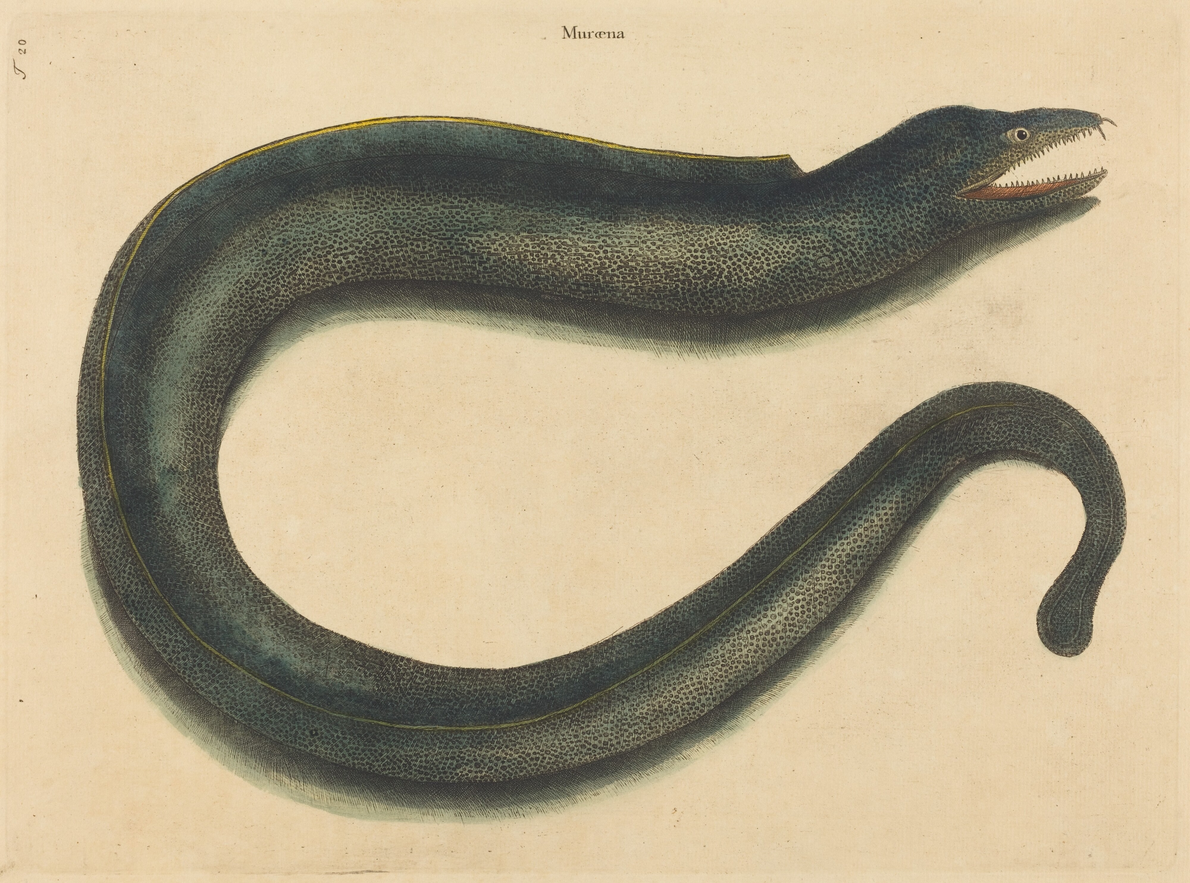 The Muray (Muraena helena)