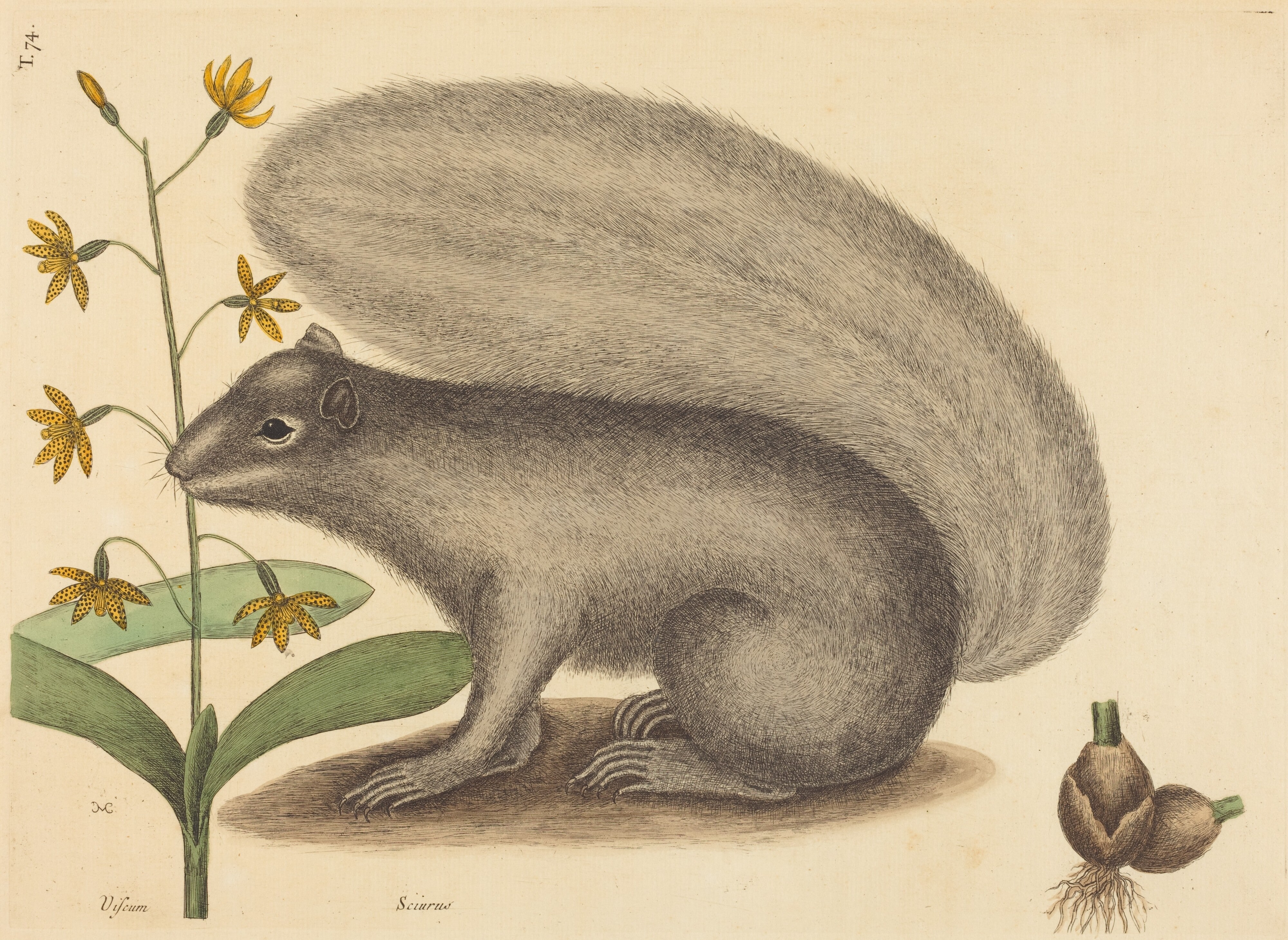 The Grey Fox Squirrel (Sciurus cinereus)