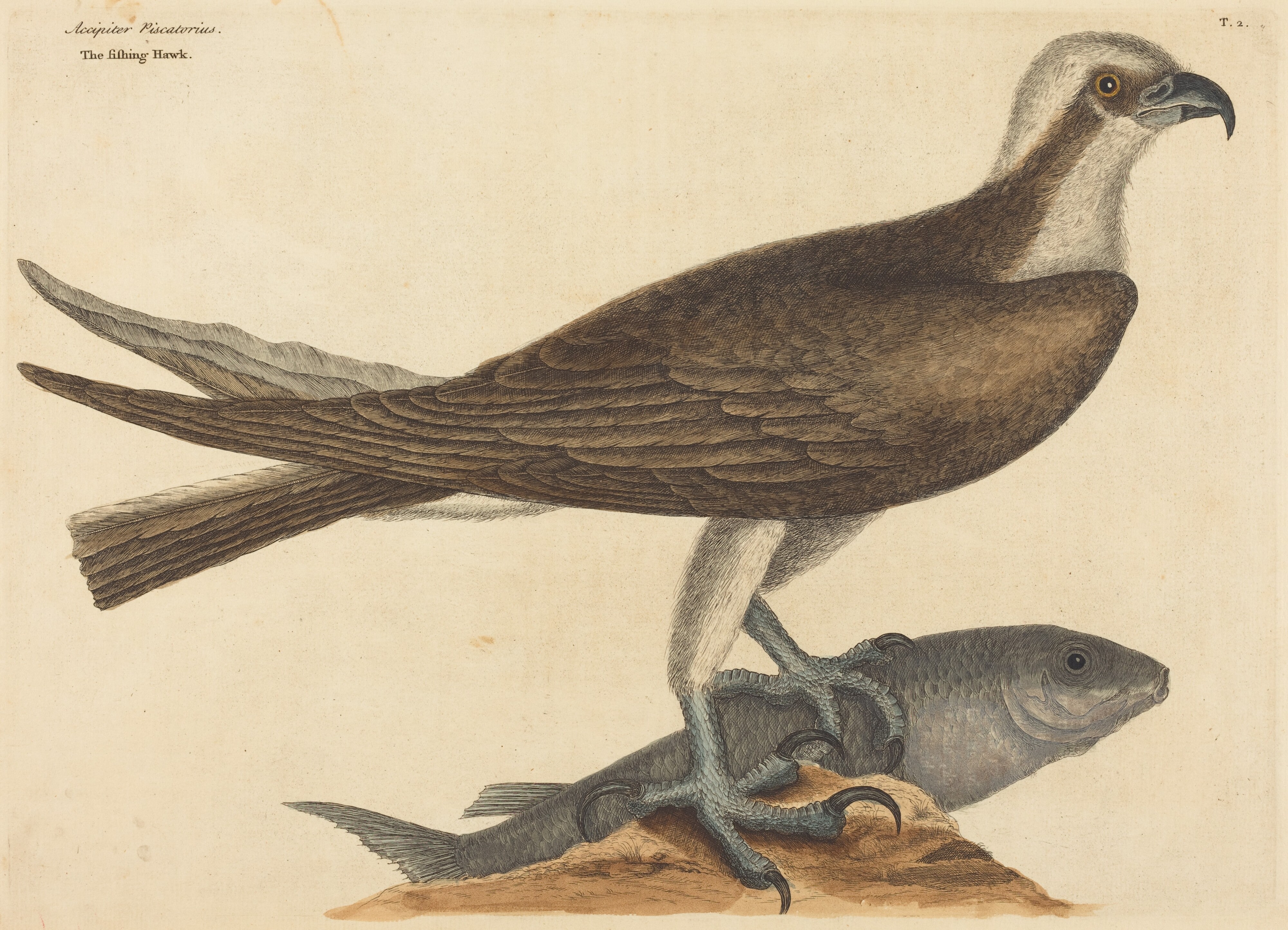 The Fishing Hawk (Falco haliaetus)