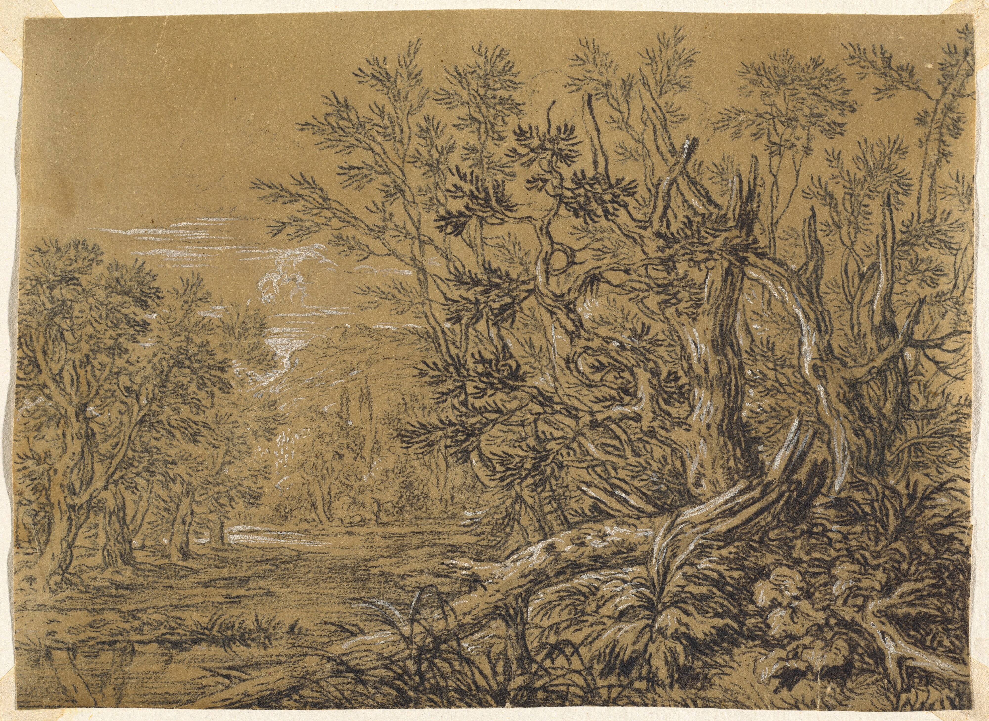 Stream through an Ancient Forest