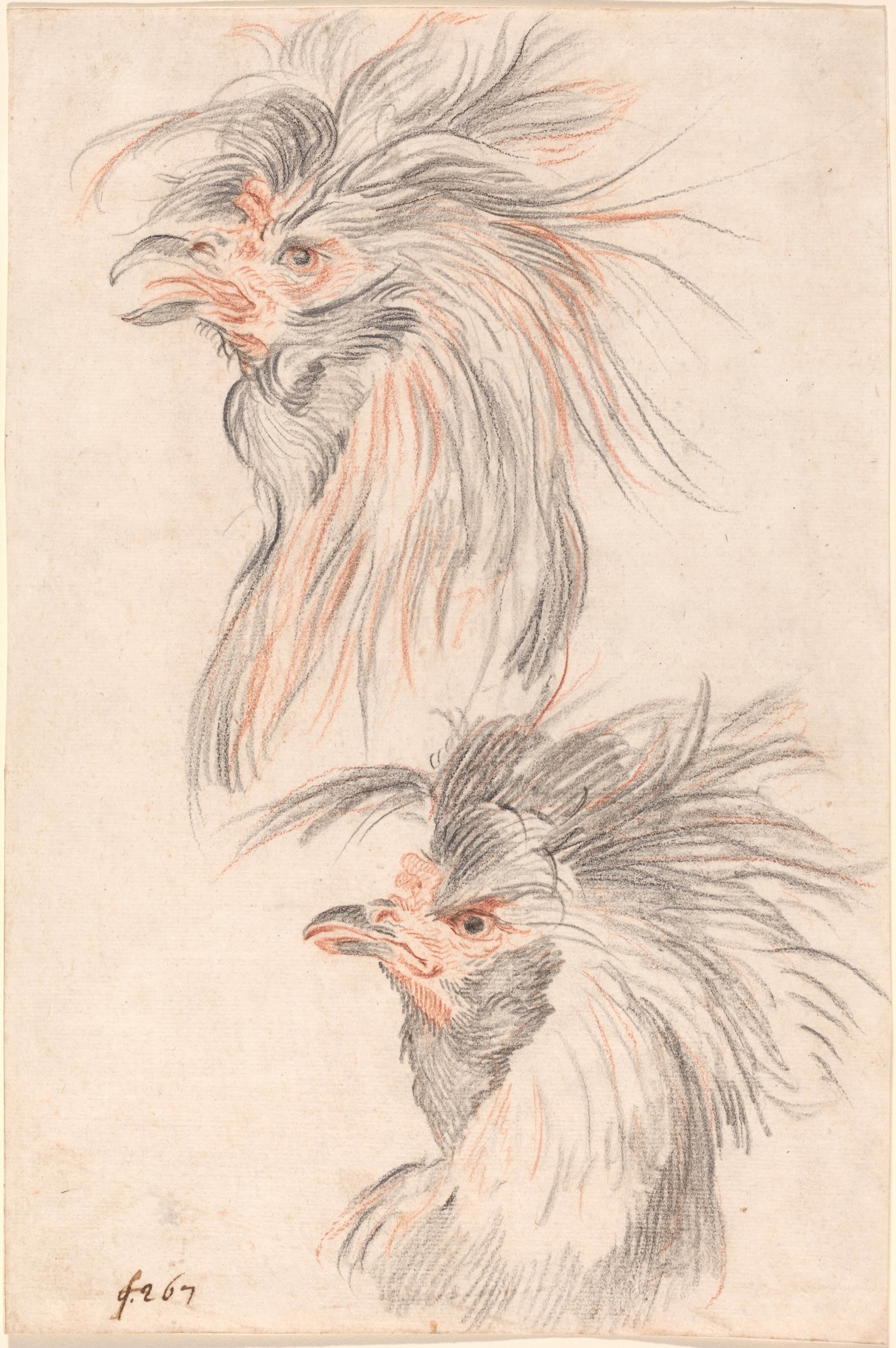 Fighting Cock