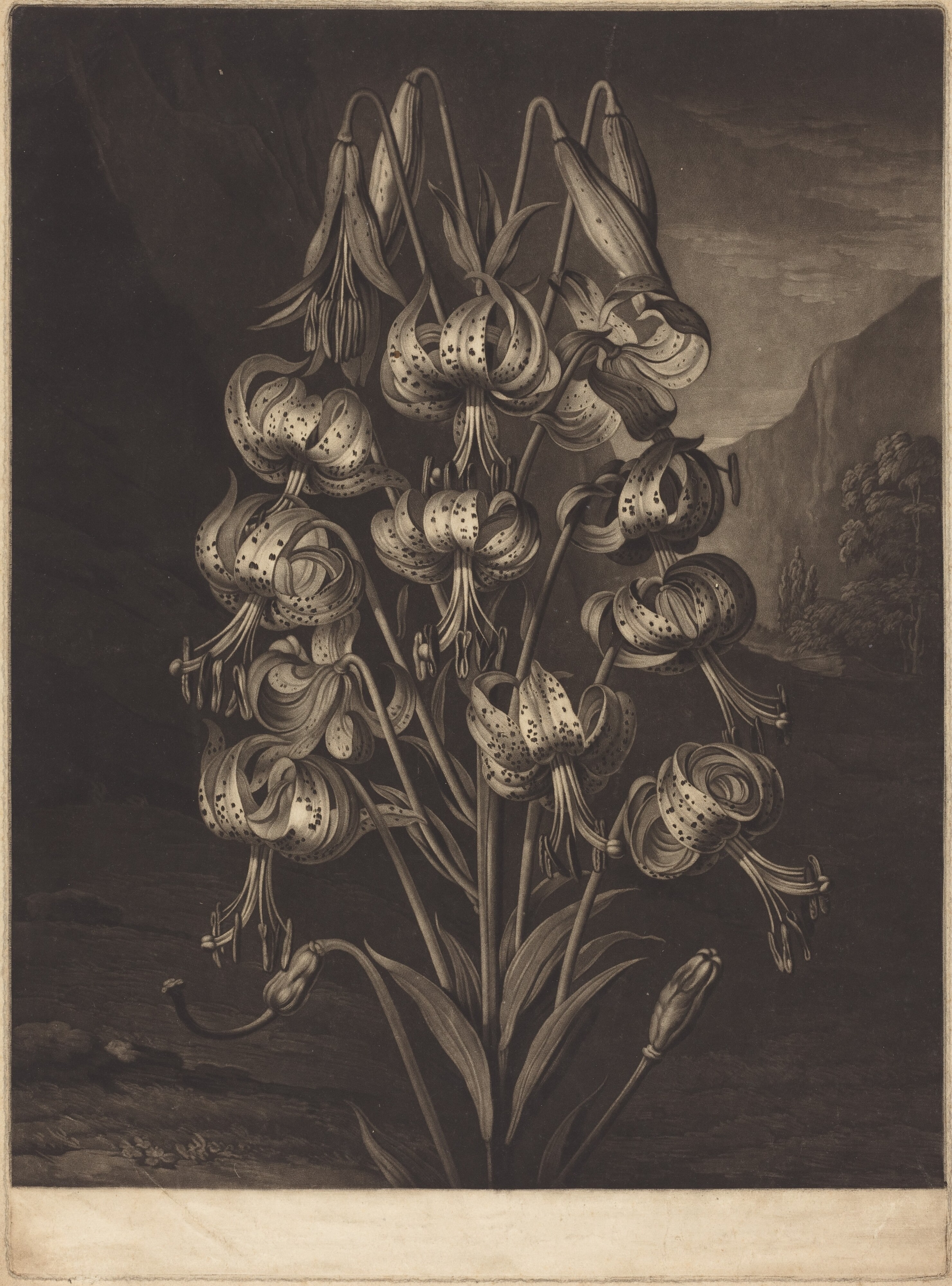 The Superb Lily