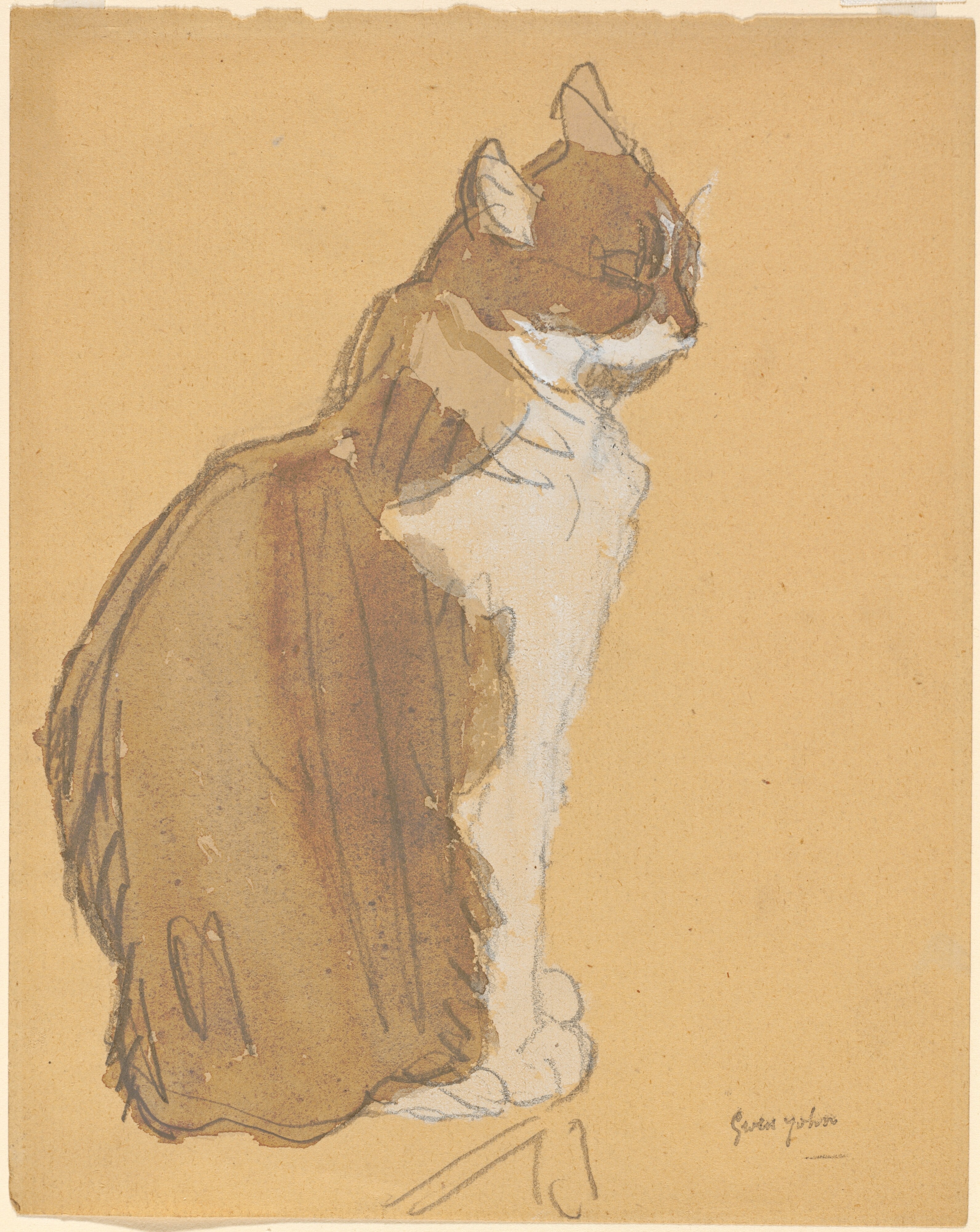 Cat with a White Front